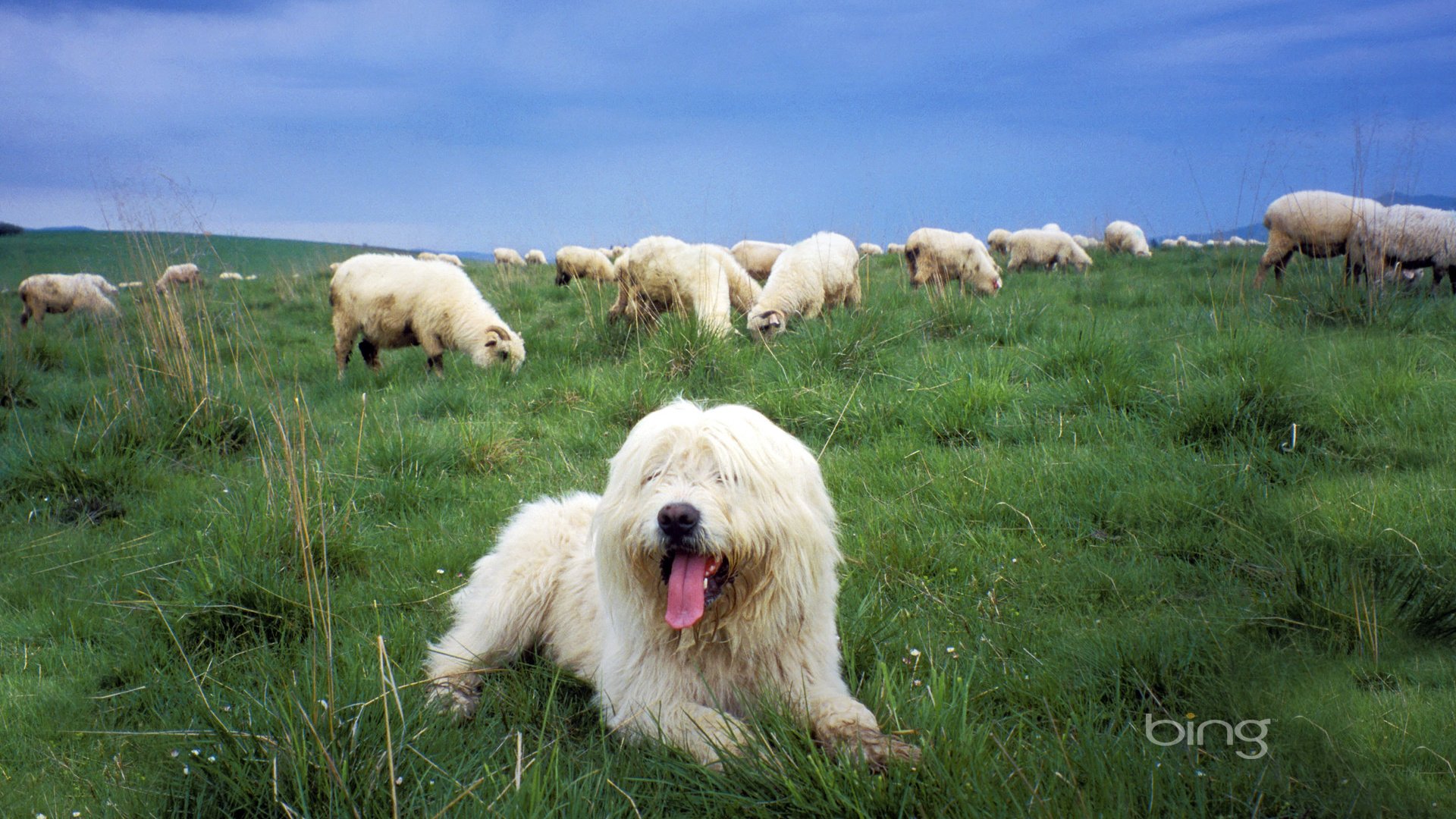 Обои трава, собака, овцы, grass, dog, sheep разрешение 1920x1200 Загрузить