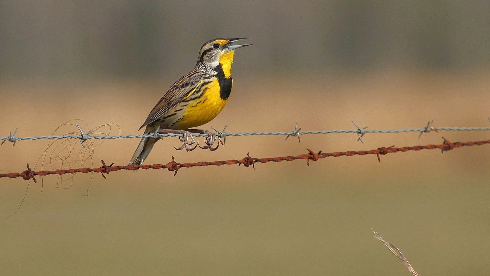 Обои природа, забор, птицы, колючая проволока, щегол, птаха, nature, the fence, birds, barbed wire, goldfinch, bird разрешение 1920x1200 Загрузить