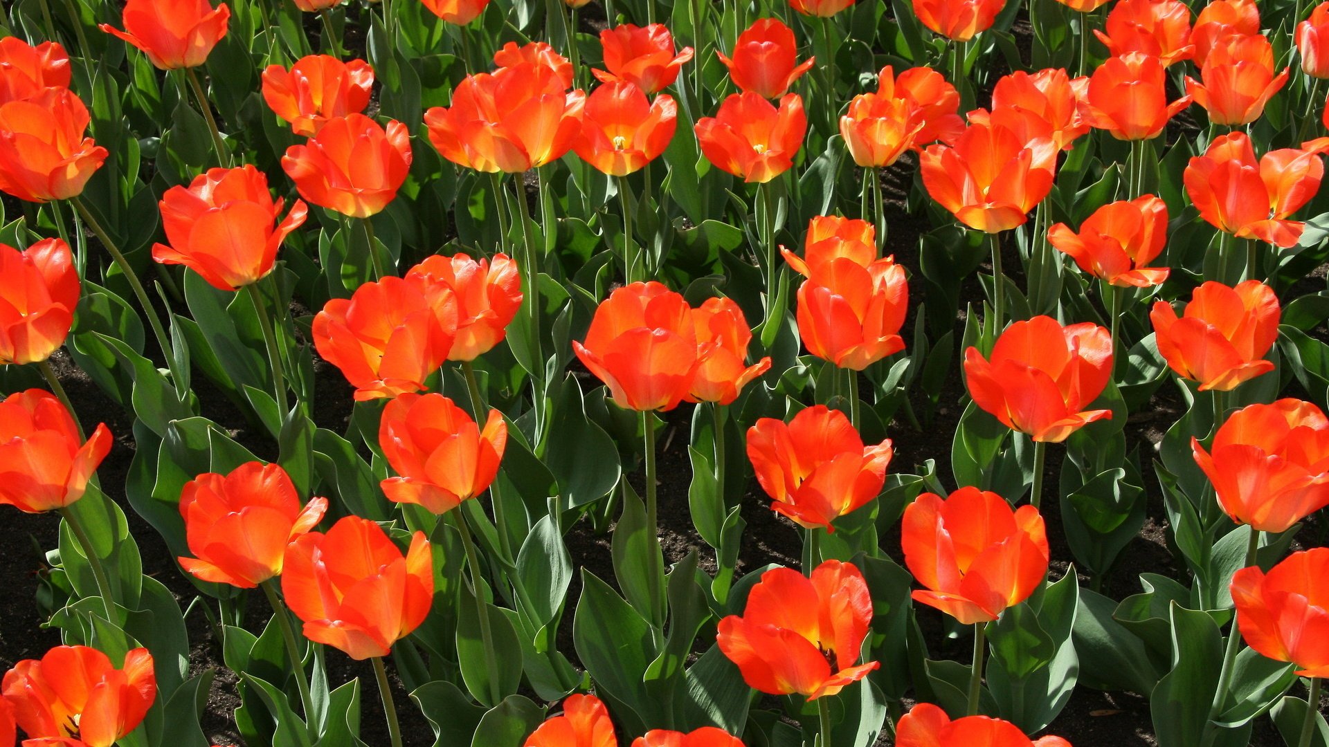 Обои цветы, природа, красные, тюльпаны, красные тюльпаны, flowers, nature, red, tulips, red tulips разрешение 1920x1280 Загрузить