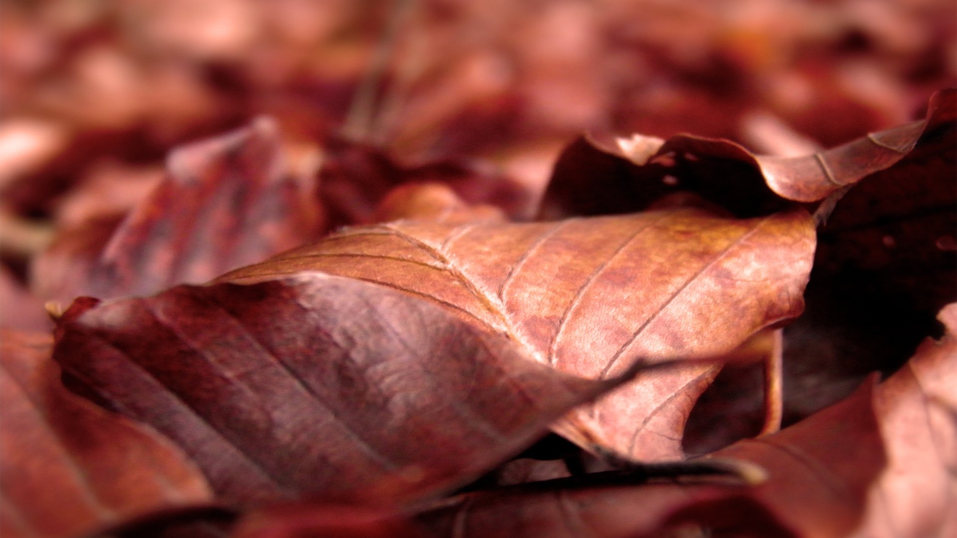 Обои листья, макро, осень, листопад, сухие, leaves, macro, autumn, falling leaves, dry разрешение 2560x1600 Загрузить