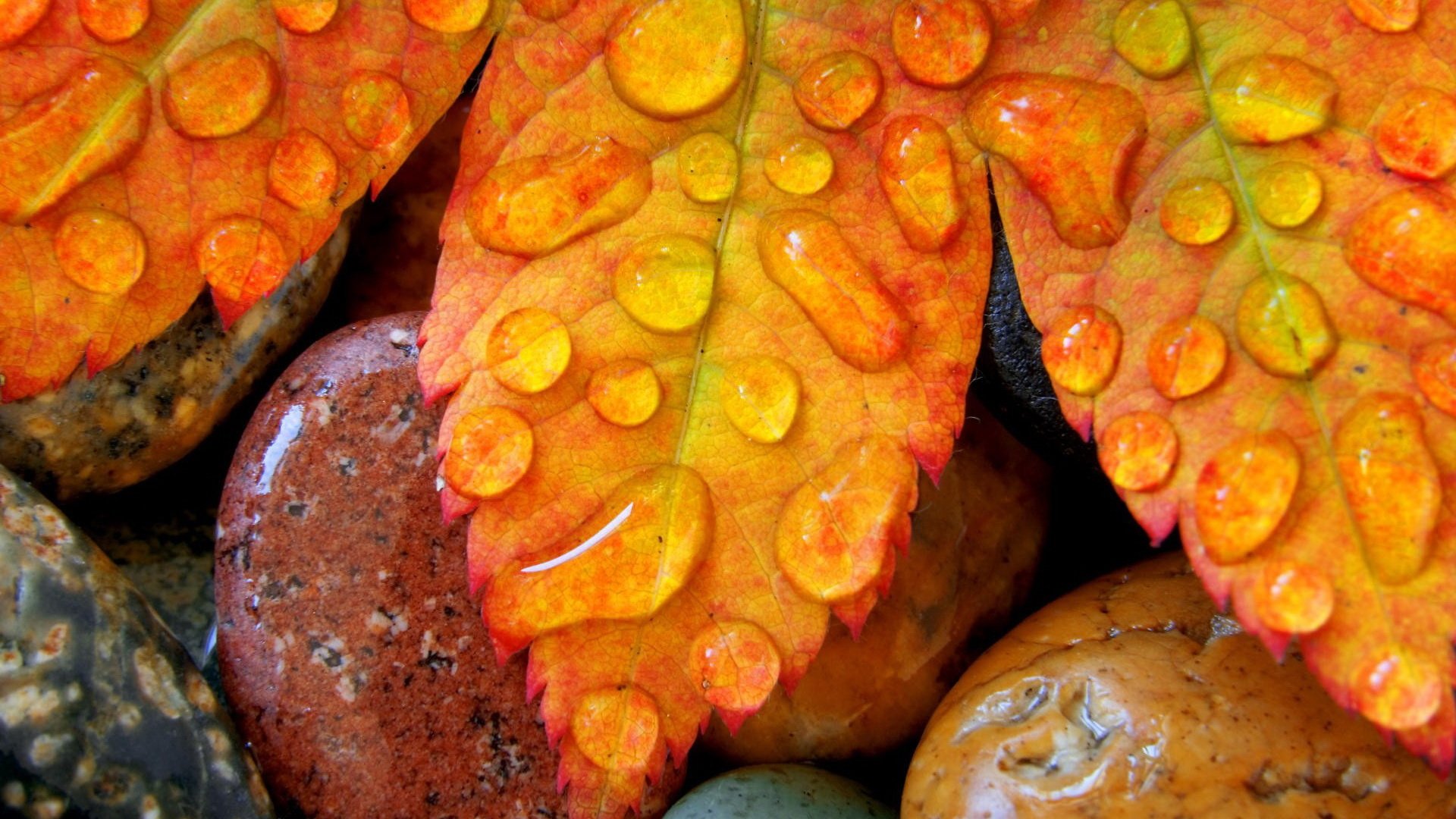 Обои камни, листья, капли, осень, лист, клен, stones, leaves, drops, autumn, sheet, maple разрешение 1920x1200 Загрузить