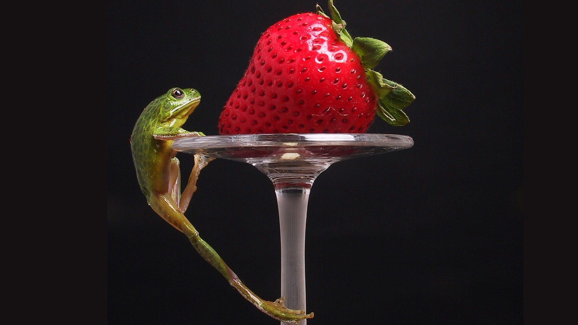 Обои клубника, лягушка, strawberry, frog разрешение 1920x1200 Загрузить