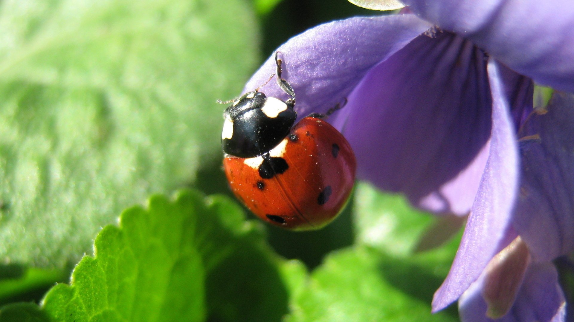 Обои насекомое, божья коровка, синий цветок, insect, ladybug, blue flower разрешение 1920x1200 Загрузить