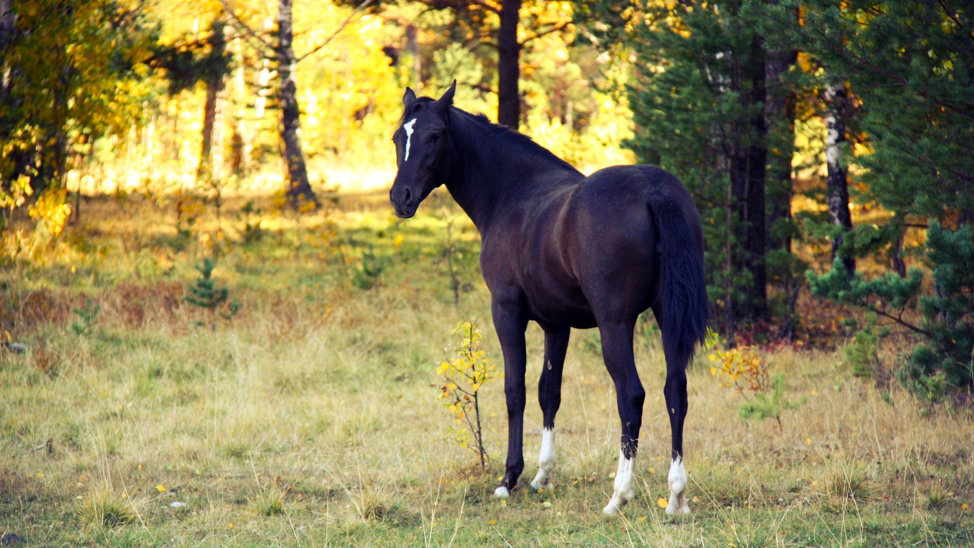 Обои лошадь, вечер, закат, осень, конь, белая метка, horse, the evening, sunset, autumn, white label разрешение 1920x1280 Загрузить