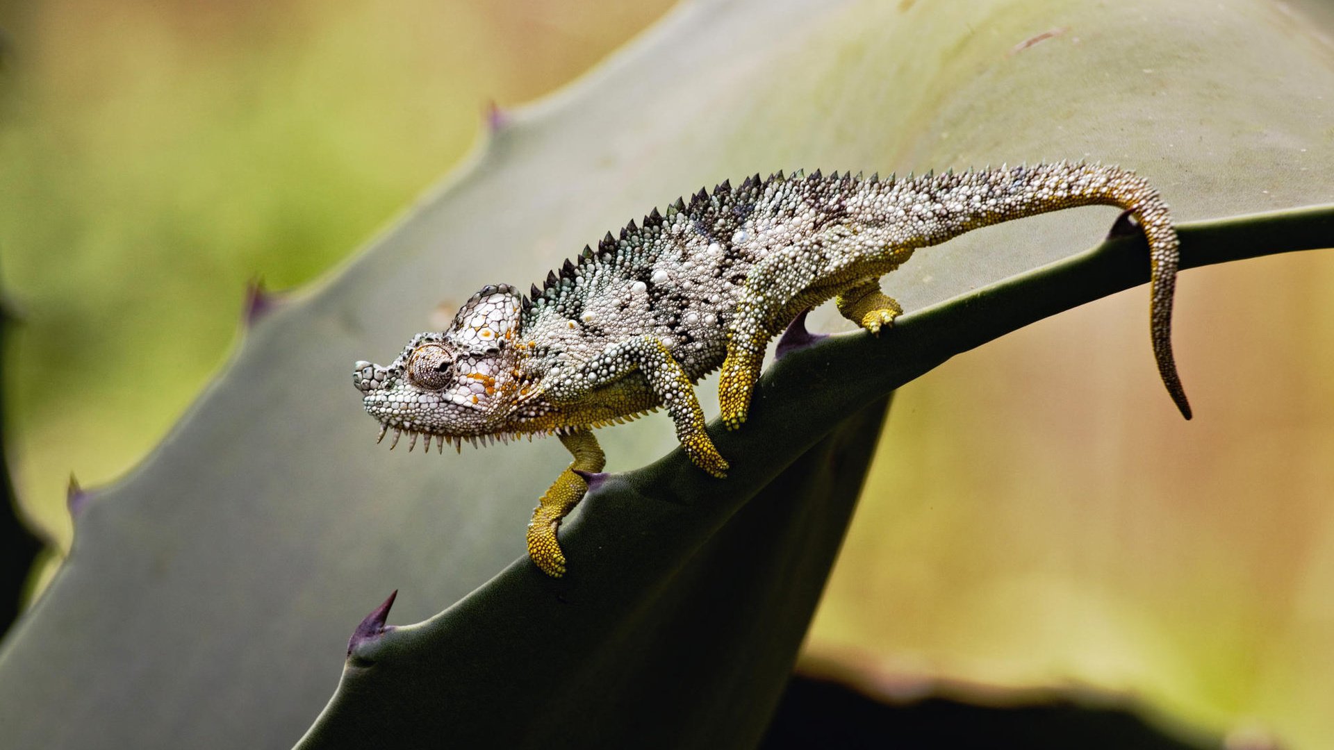 Обои лист, ящерица, колючки, растение, хамелеон, sheet, lizard, barb, plant, chameleon разрешение 1920x1200 Загрузить