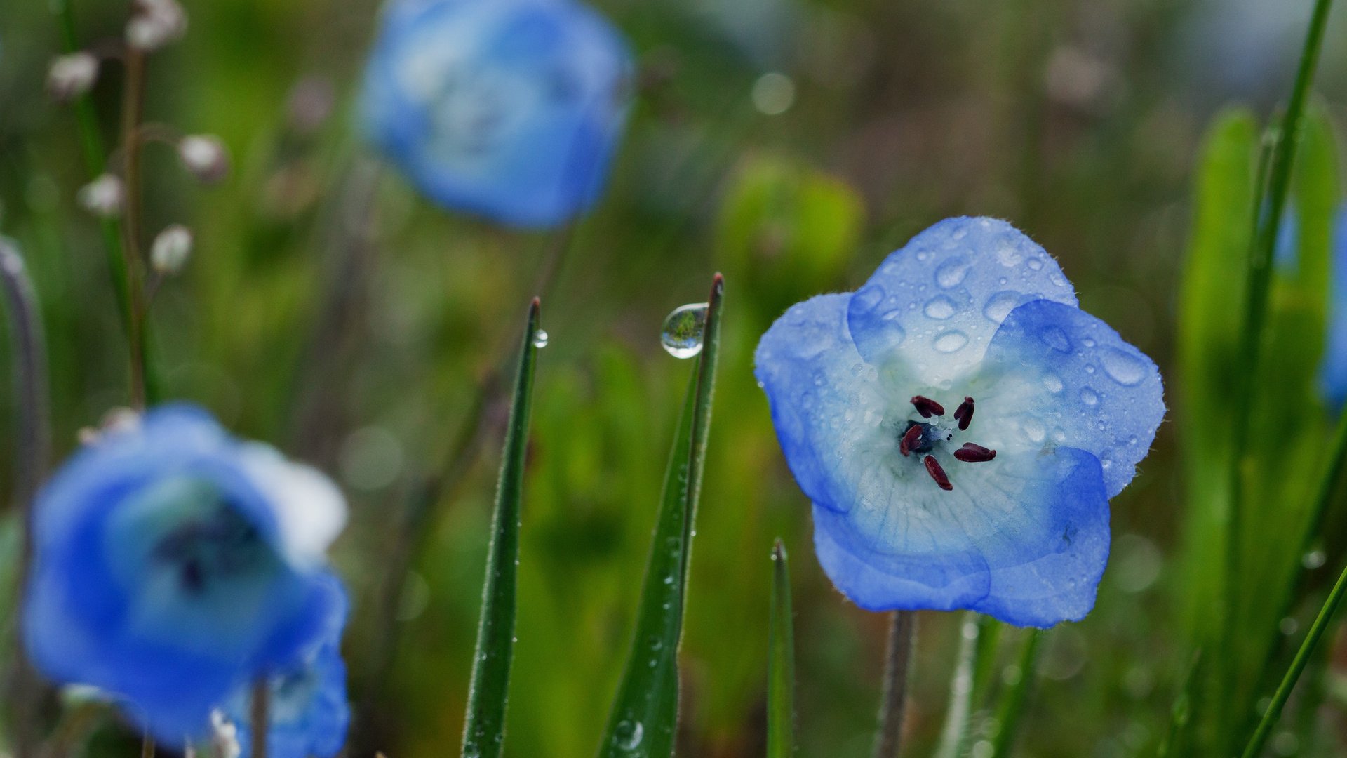 Обои роса, капли, синие, rosa, drops, blue разрешение 1920x1280 Загрузить