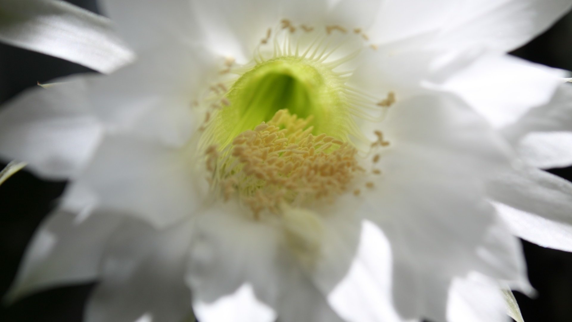 Обои цветок, лепестки, белый, нежный, кактус, flower, petals, white, gentle, cactus разрешение 1920x1280 Загрузить