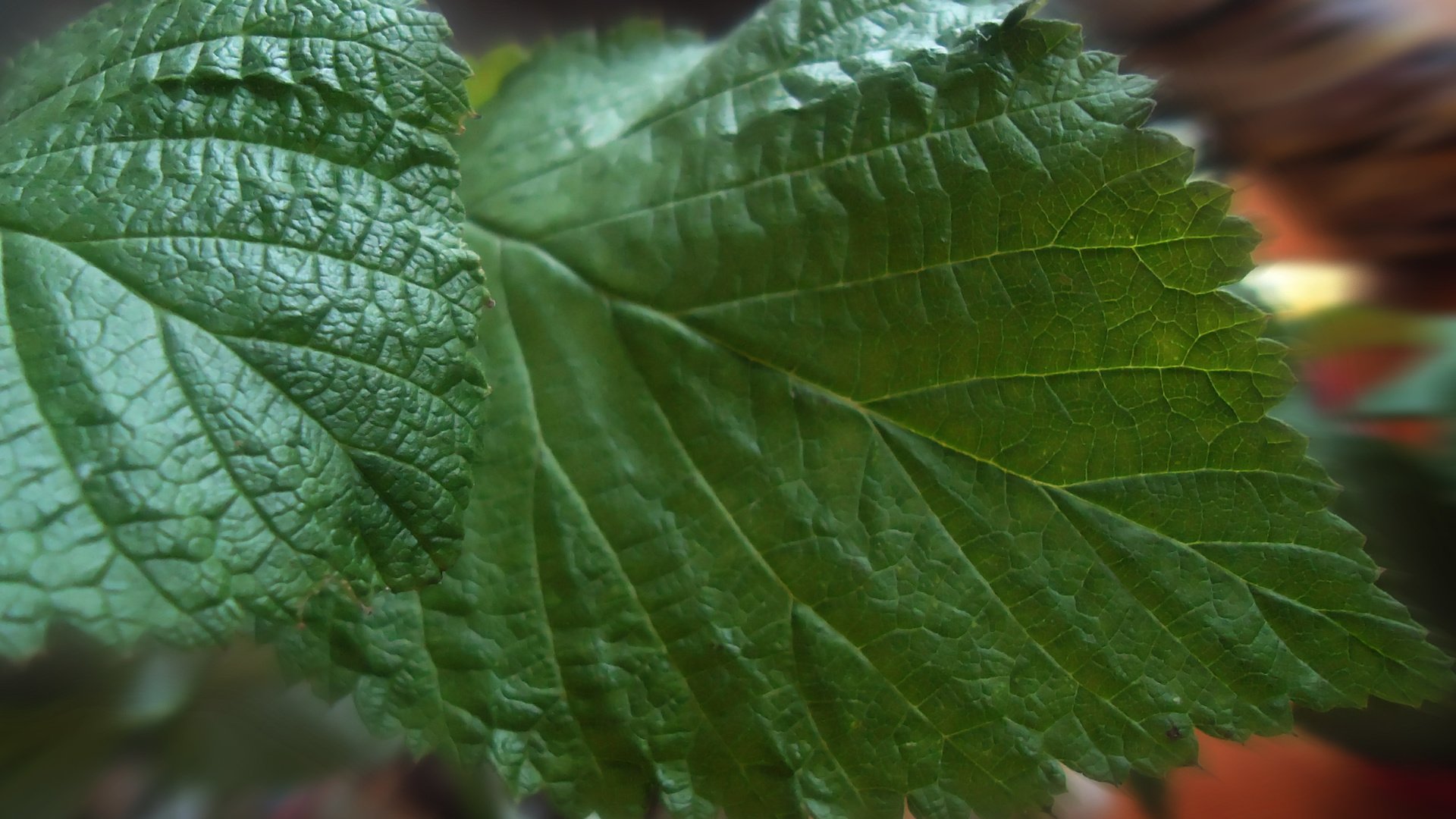 Обои крупный план, листья малины, close-up, raspberry leaves разрешение 2560x1600 Загрузить