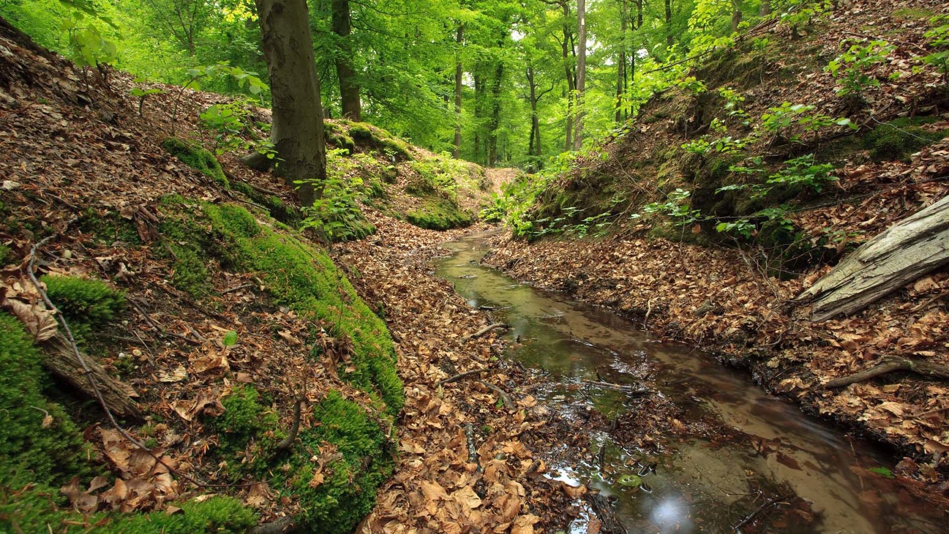 Обои лес, ручей, forest, stream разрешение 1920x1200 Загрузить