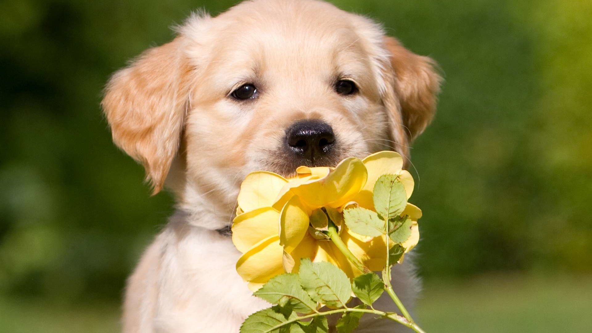 Обои цветок, роза, собака, щенок, подарок, ретривер, золотистый ретривер, flower, rose, dog, puppy, gift, retriever, golden retriever разрешение 1920x1200 Загрузить