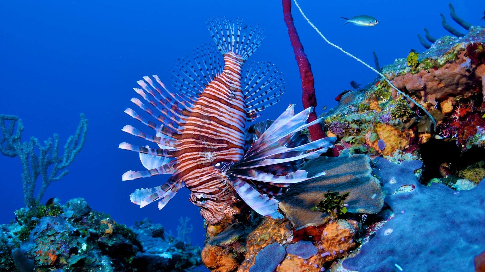 Обои кораллы, рыба, риф, подводный мир, крылатка, рыба-лев, corals, fish, reef, underwater world, lionfish, lion fish разрешение 1920x1200 Загрузить