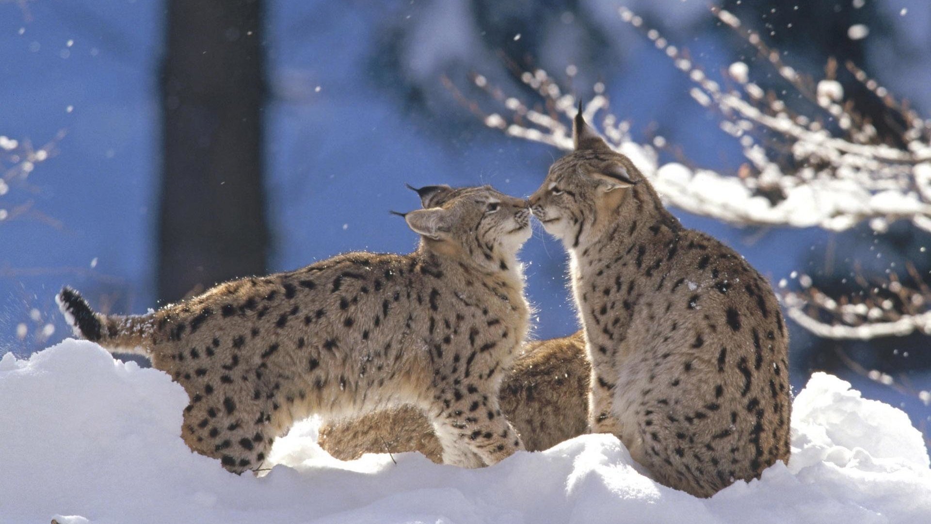 Обои снег, зима, рысь, животные, дикая кошка, рыси, snow, winter, lynx, animals, wild cat разрешение 1920x1200 Загрузить