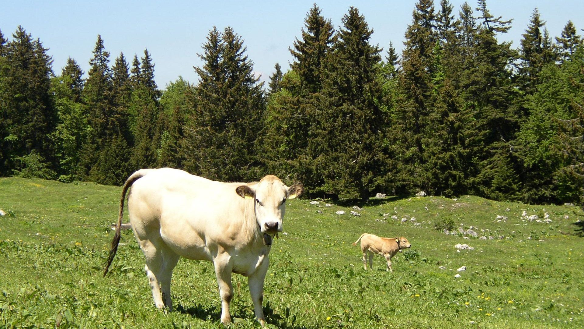 Обои трава, корова, телёнок, grass, cow, calf разрешение 1920x1200 Загрузить