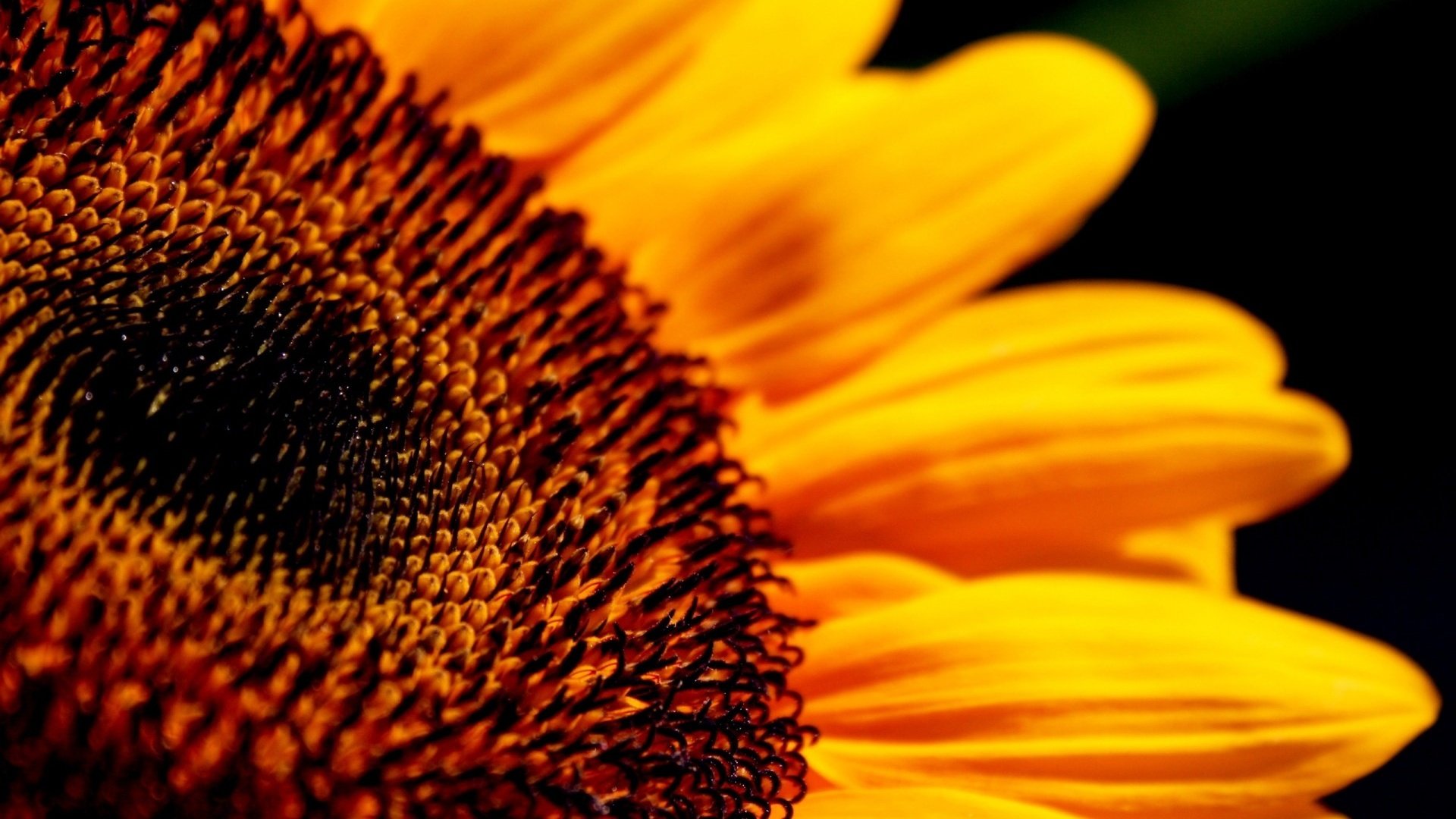 Обои макро, цветок, лепестки, подсолнух, черный фон, macro, flower, petals, sunflower, black background разрешение 1920x1200 Загрузить