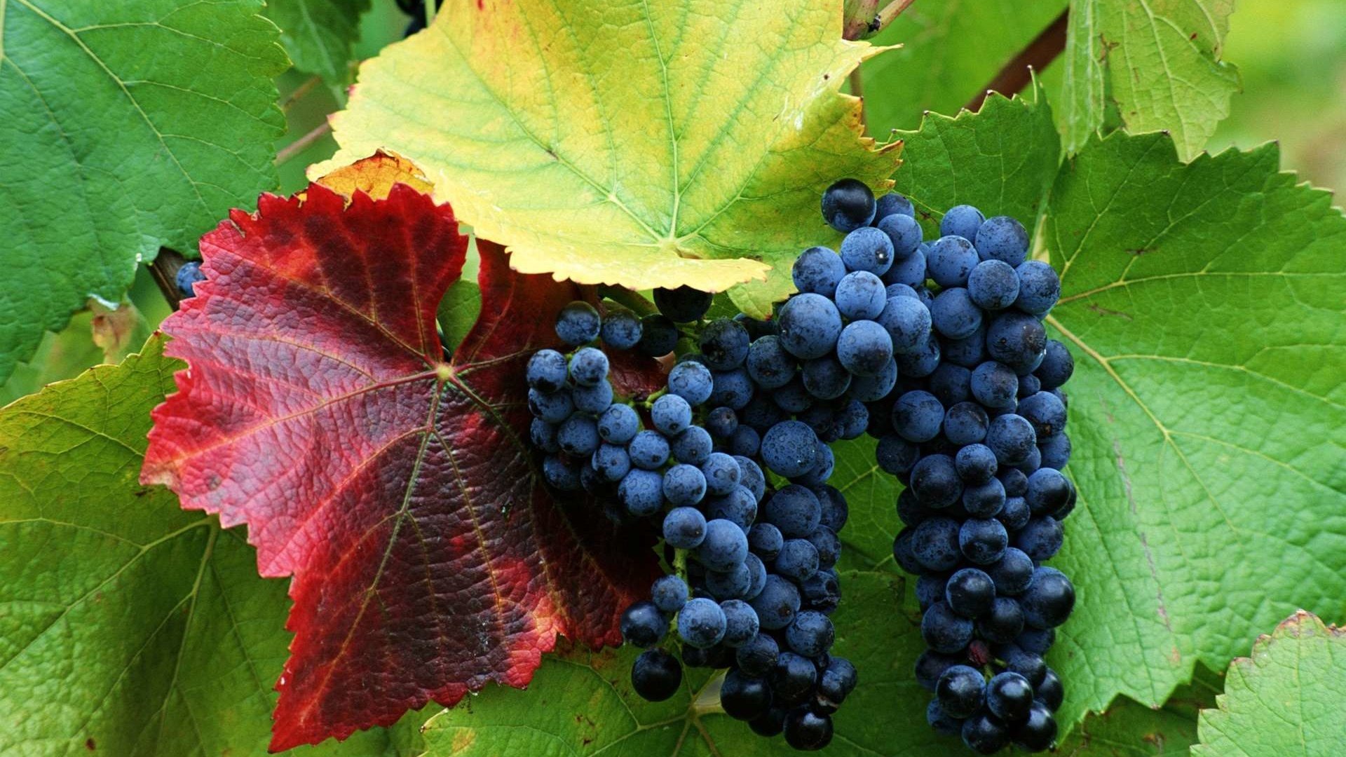 Обои виноград, черный, кисть, гроздь, виноградная лоза, grapes, black, brush, bunch, vine разрешение 1920x1200 Загрузить