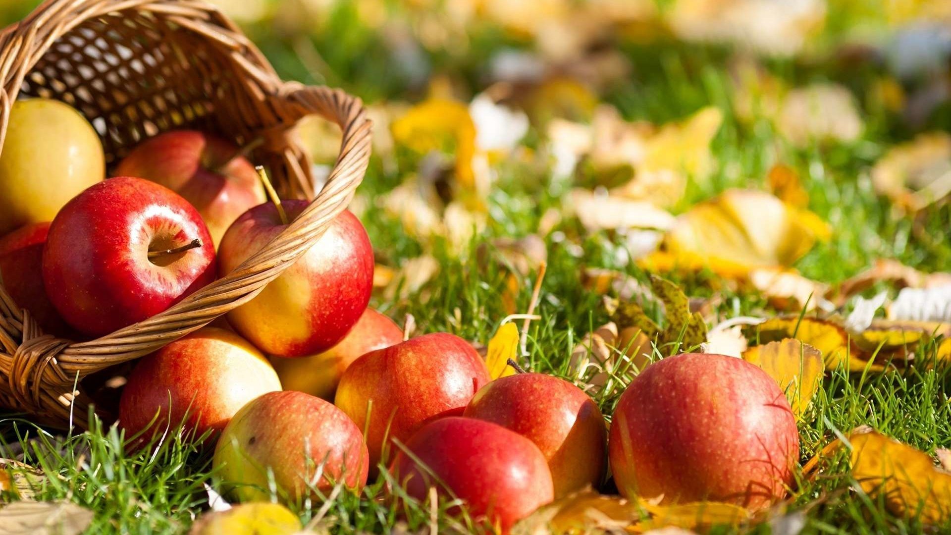 Обои трава, листья, фрукты, яблоки, осень, корзина, grass, leaves, fruit, apples, autumn, basket разрешение 1920x1200 Загрузить