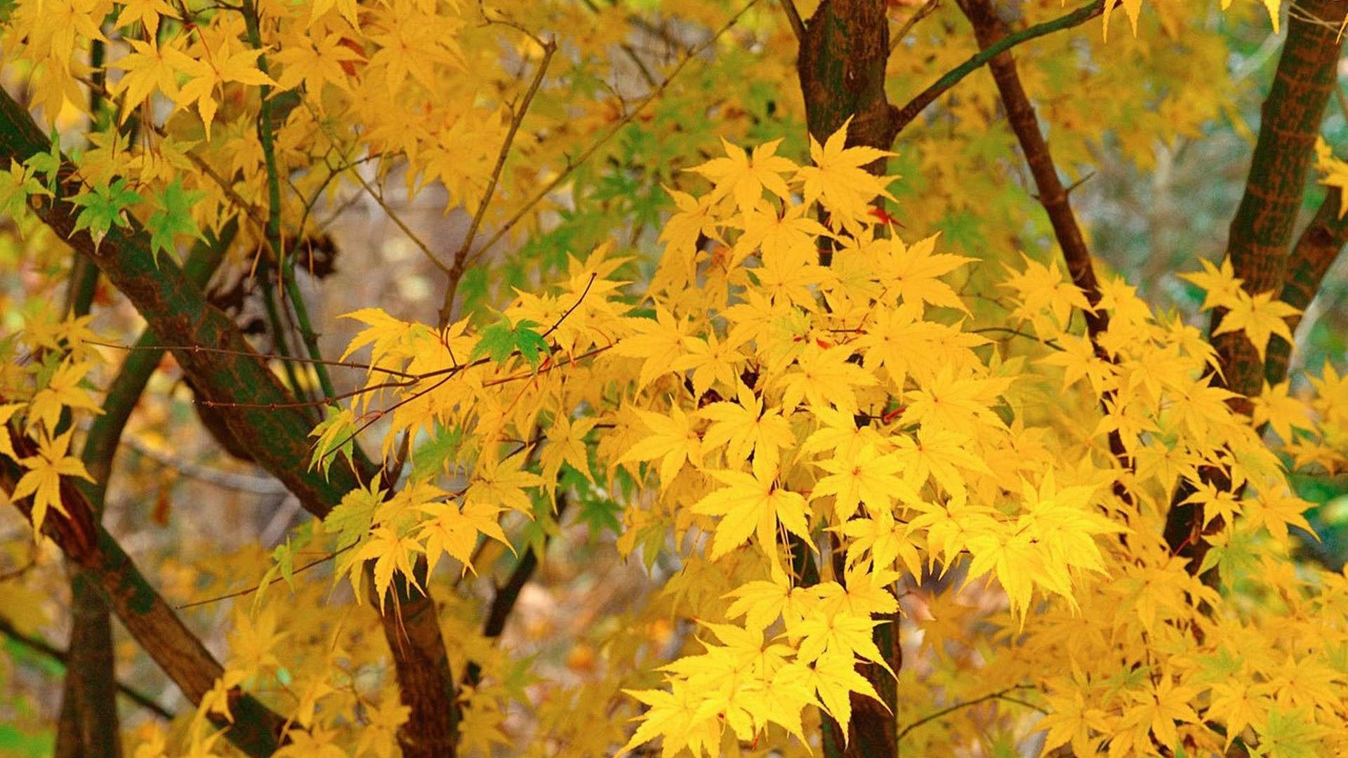 Обои дерево, листья, осень, клен, tree, leaves, autumn, maple разрешение 1920x1200 Загрузить