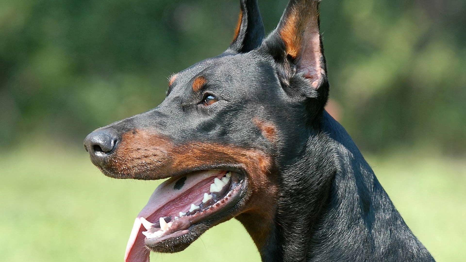 Скачать обои доберман, пинчер, doberman, pinscher разрешение 1920x1080  #37304