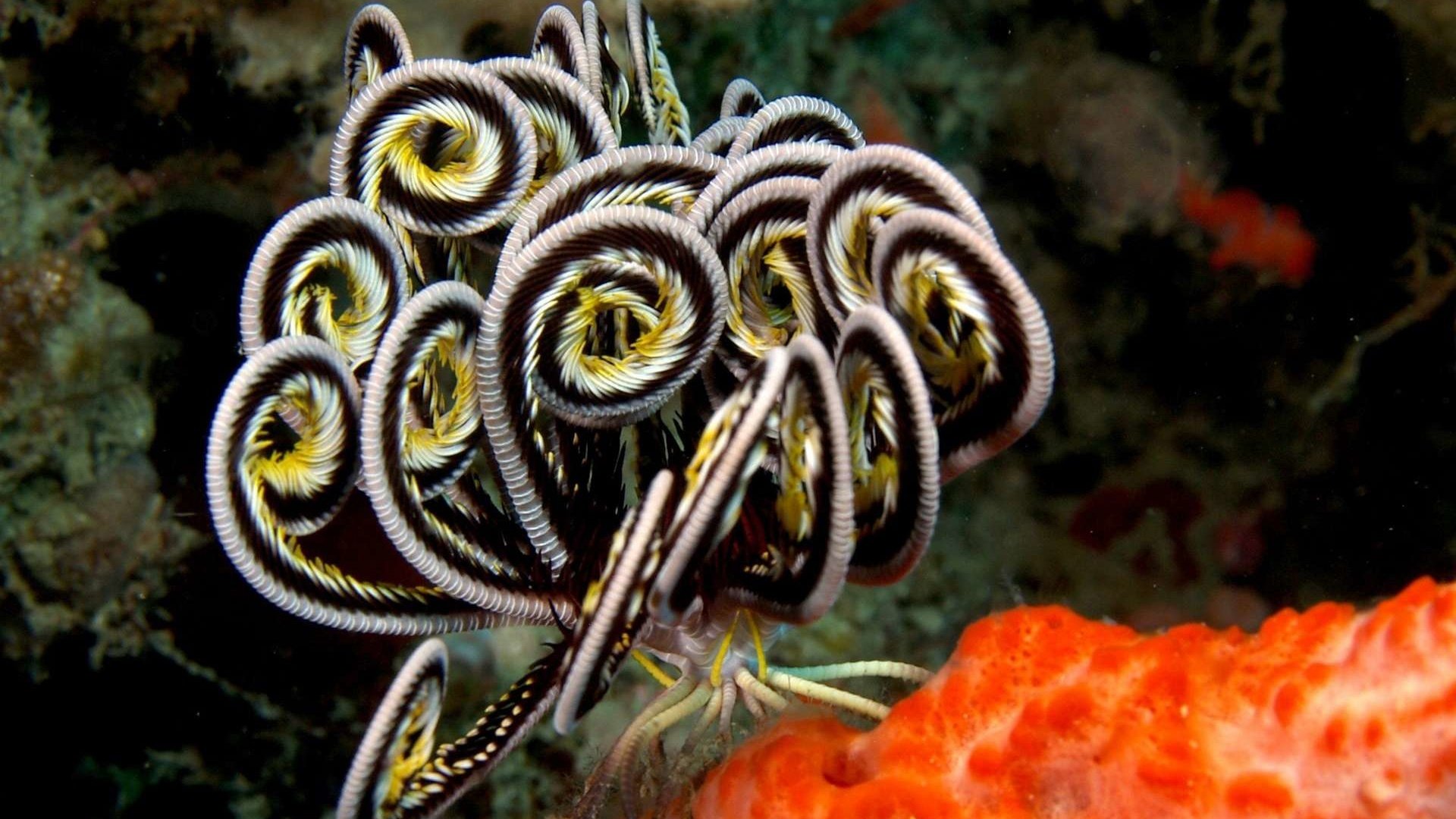 Обои риф, подводный мир, reef, underwater world разрешение 1920x1200 Загрузить