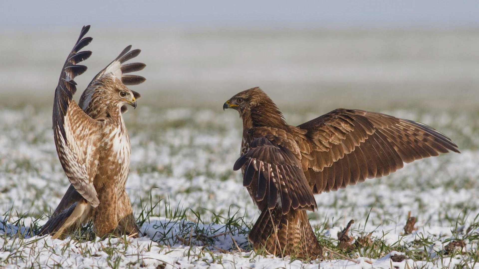 Обои орел, схватка, eagle, fight разрешение 1920x1200 Загрузить