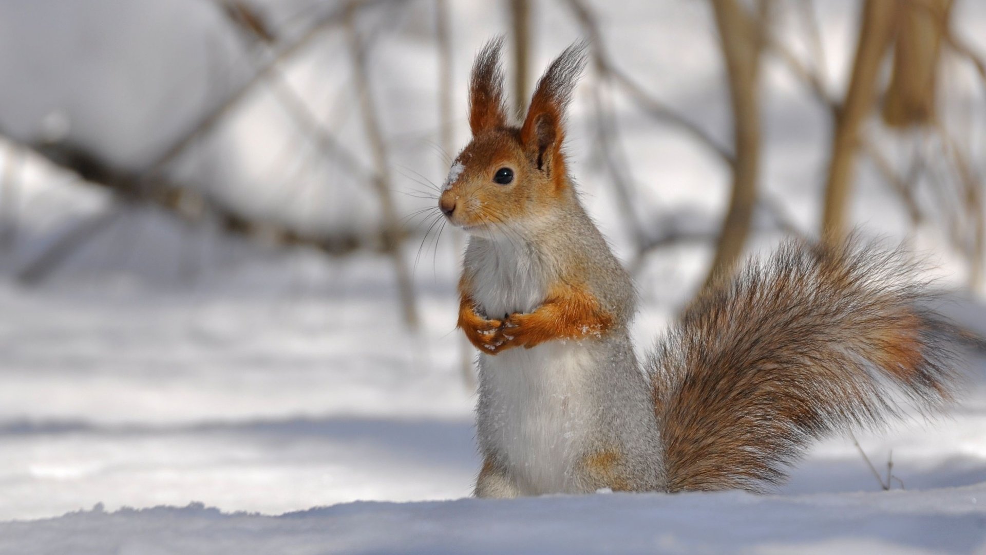 Обои снег, лес, белочка, snow, forest, squirrel разрешение 2560x1600 Загрузить