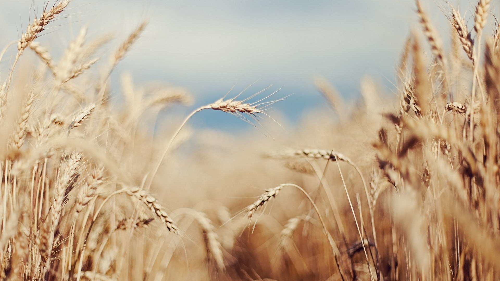 Обои небо, поле, лето, колосья, пшеница, злаки, the sky, field, summer, ears, wheat, cereals разрешение 1920x1200 Загрузить