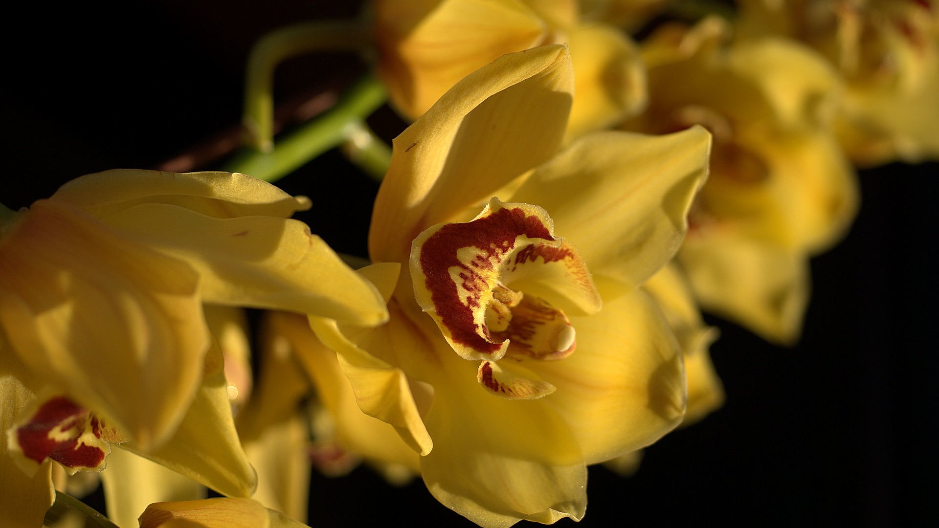 Обои для рабочего стола, желтые орхидеи, for your desktop, yellow orchid разрешение 1920x1200 Загрузить
