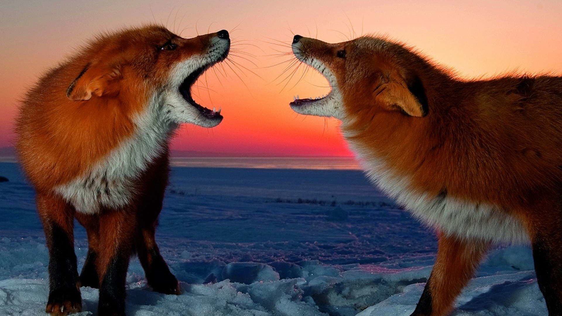 Обои снег, закат, зима, лисицы, лисы, snow, sunset, winter, foxes, fox разрешение 1920x1200 Загрузить