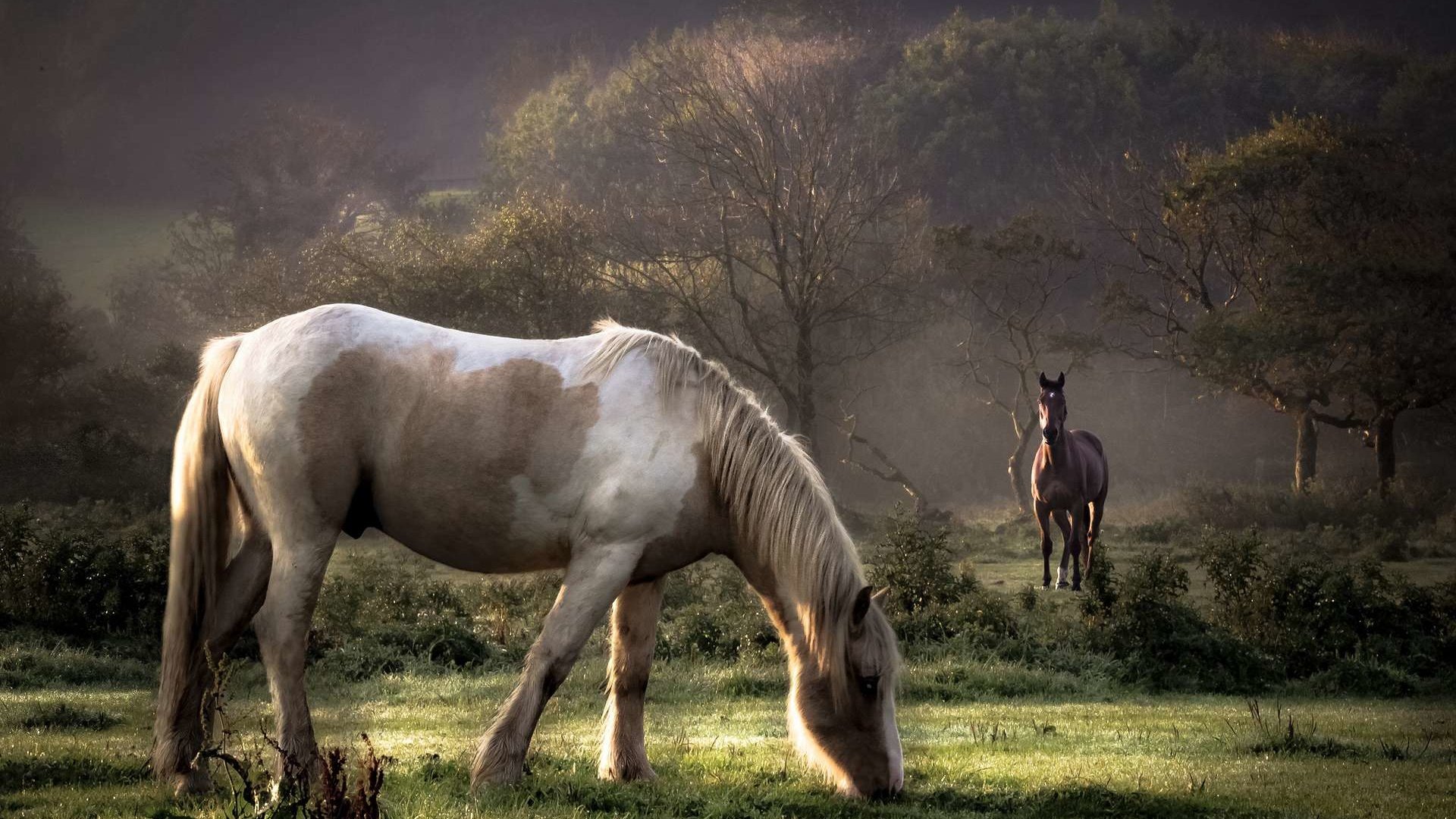 Обои трава, луг, лошади, кони, пастбище, белая лошадь, grass, meadow, horse, horses, pasture, white horse разрешение 1920x1200 Загрузить