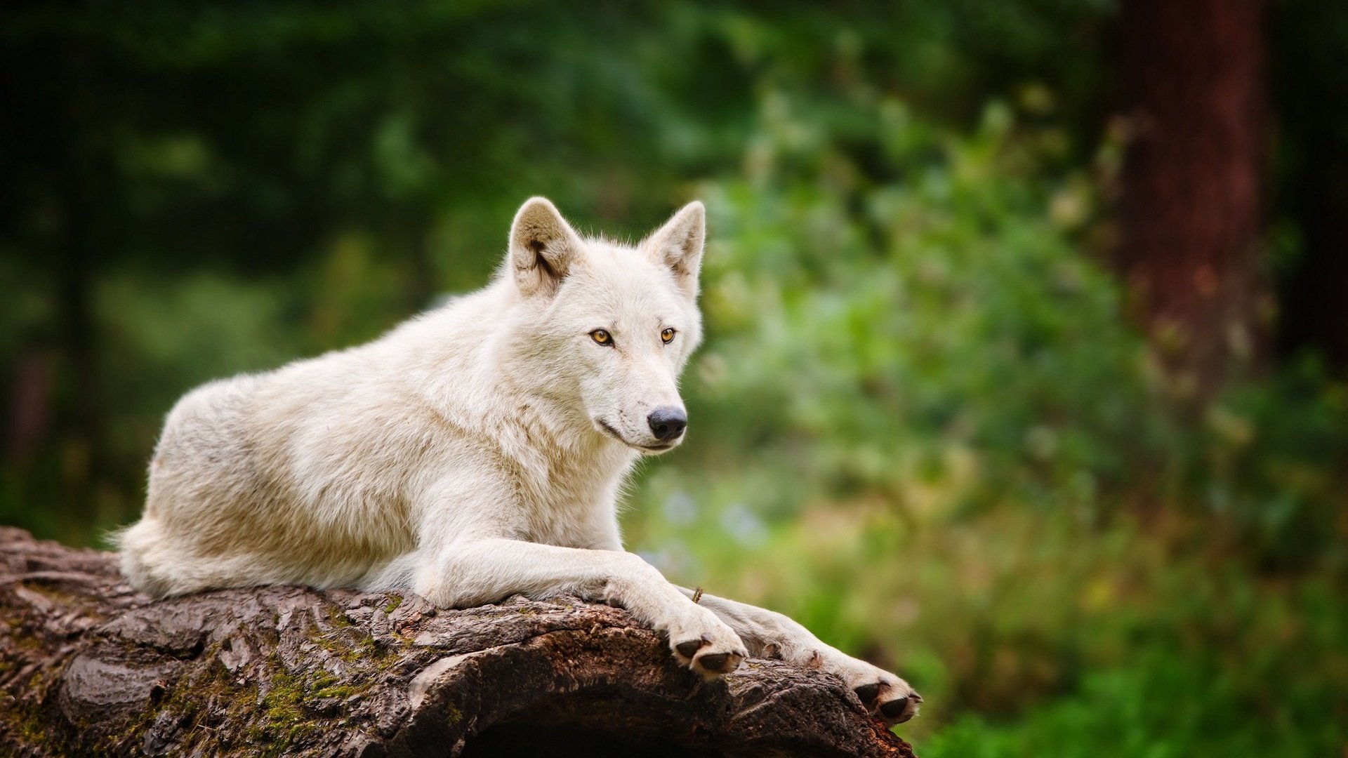 Обои природа, лес, белый, размытость, хищник, волк, nature, forest, white, blur, predator, wolf разрешение 1920x1200 Загрузить