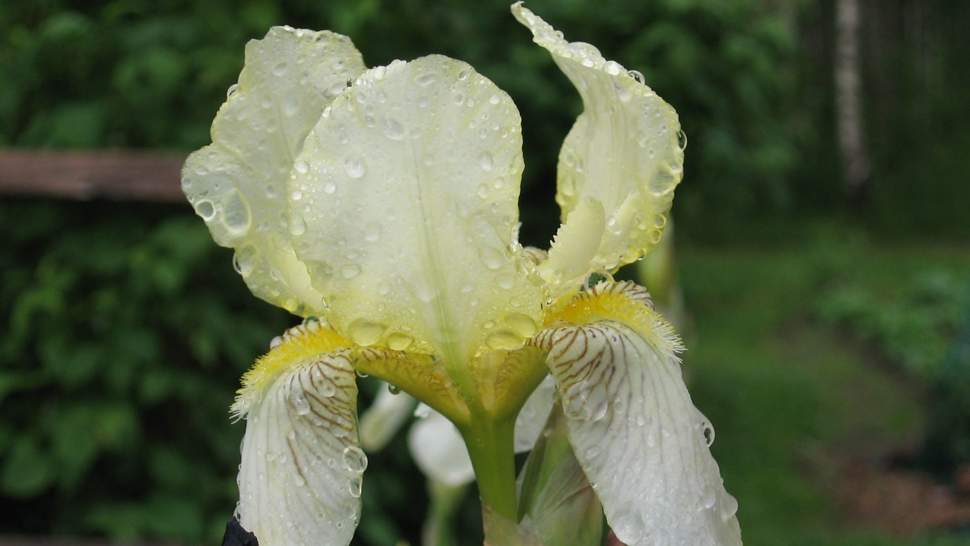 Обои макро, цветок, роса, капли, белый, ирис, macro, flower, rosa, drops, white, iris разрешение 1920x1200 Загрузить