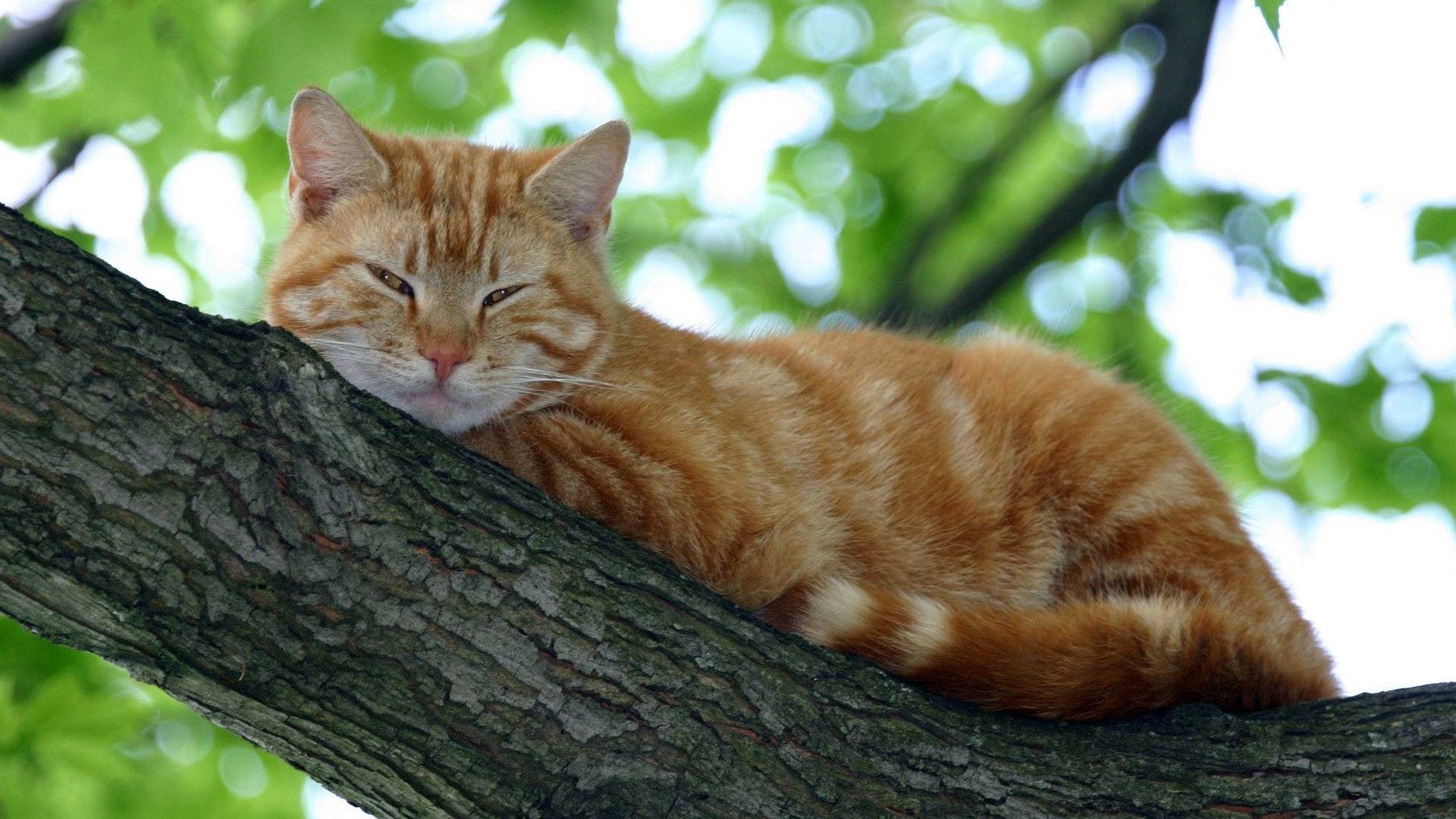 Обои дерево, кот, кошка, спит, рыжий, tree, cat, sleeping, red разрешение 1920x1200 Загрузить