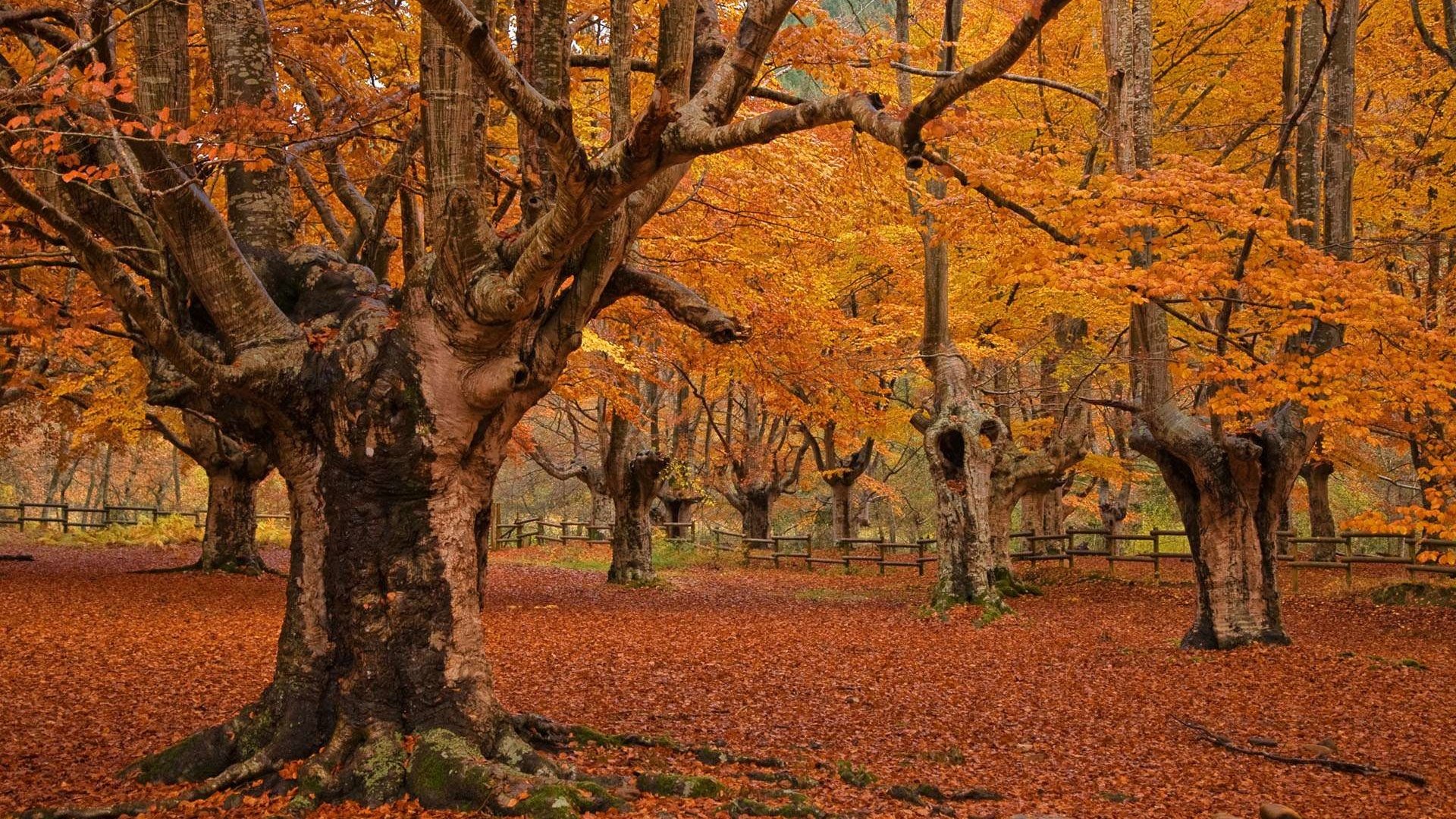 Обои деревья, листья, пейзаж, парк, осень, trees, leaves, landscape, park, autumn разрешение 1920x1200 Загрузить