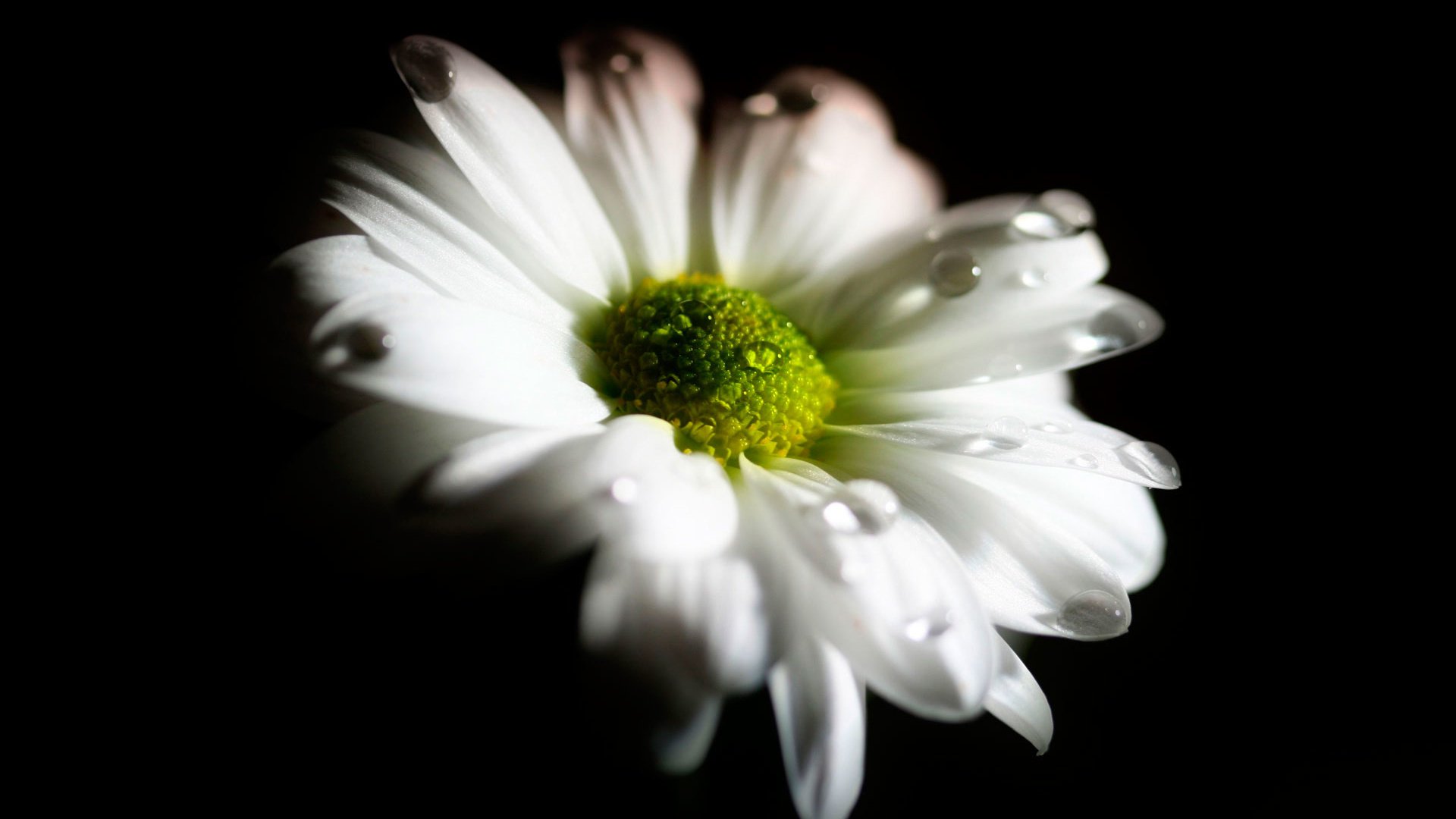 Обои макро, цветок, капли, лепестки, ромашка, черный фон, macro, flower, drops, petals, daisy, black background разрешение 1920x1200 Загрузить