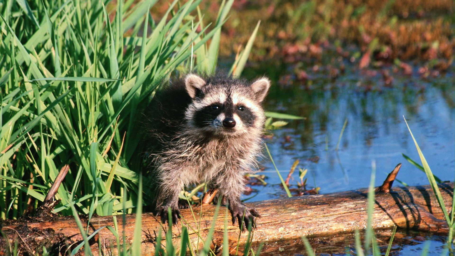 Обои вода, животные, зверек, бревно, енот, осока, енот-полоскун, water, animals, animal, log, raccoon, sedge разрешение 3072x2048 Загрузить