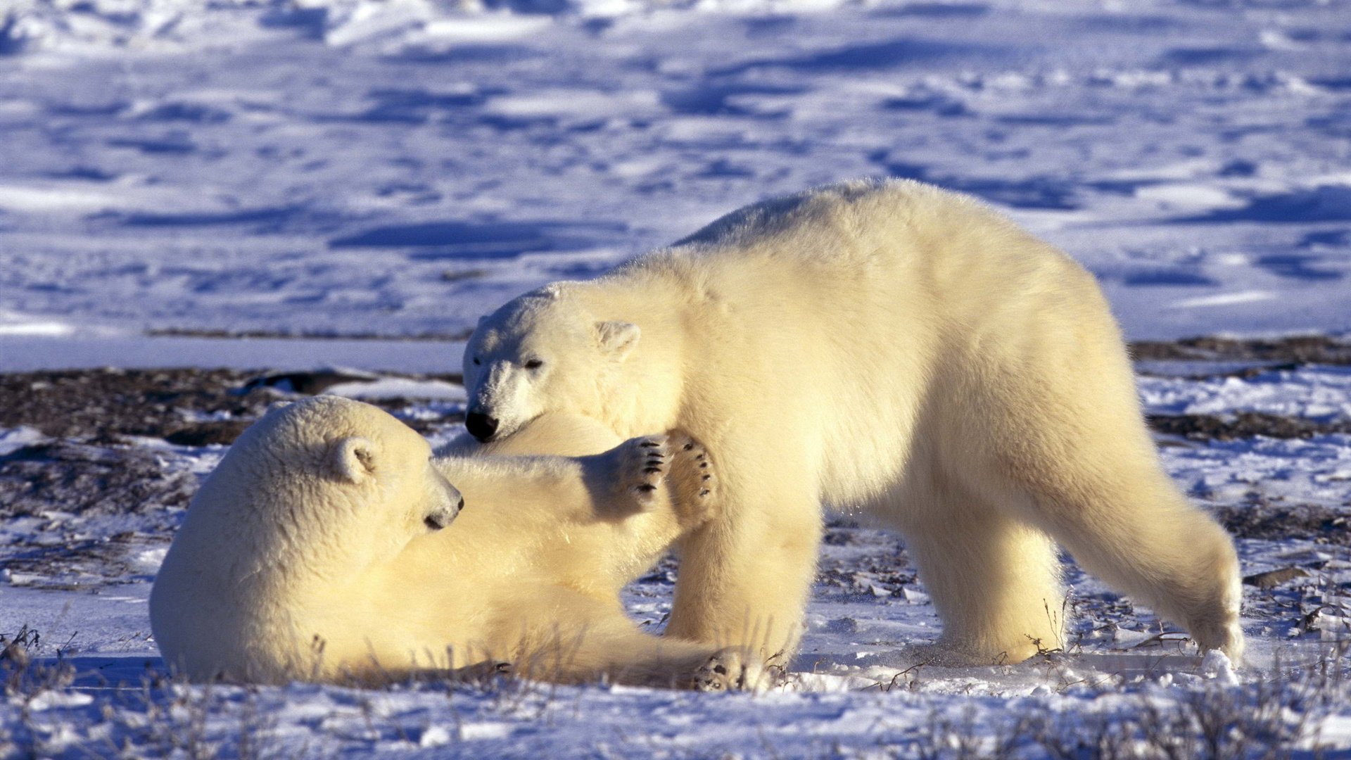 Обои снег, полярный медведь, медведь, белые, медведи, белый медведь, арктика, snow, polar bear, bear, white, bears, arctic разрешение 2560x1696 Загрузить