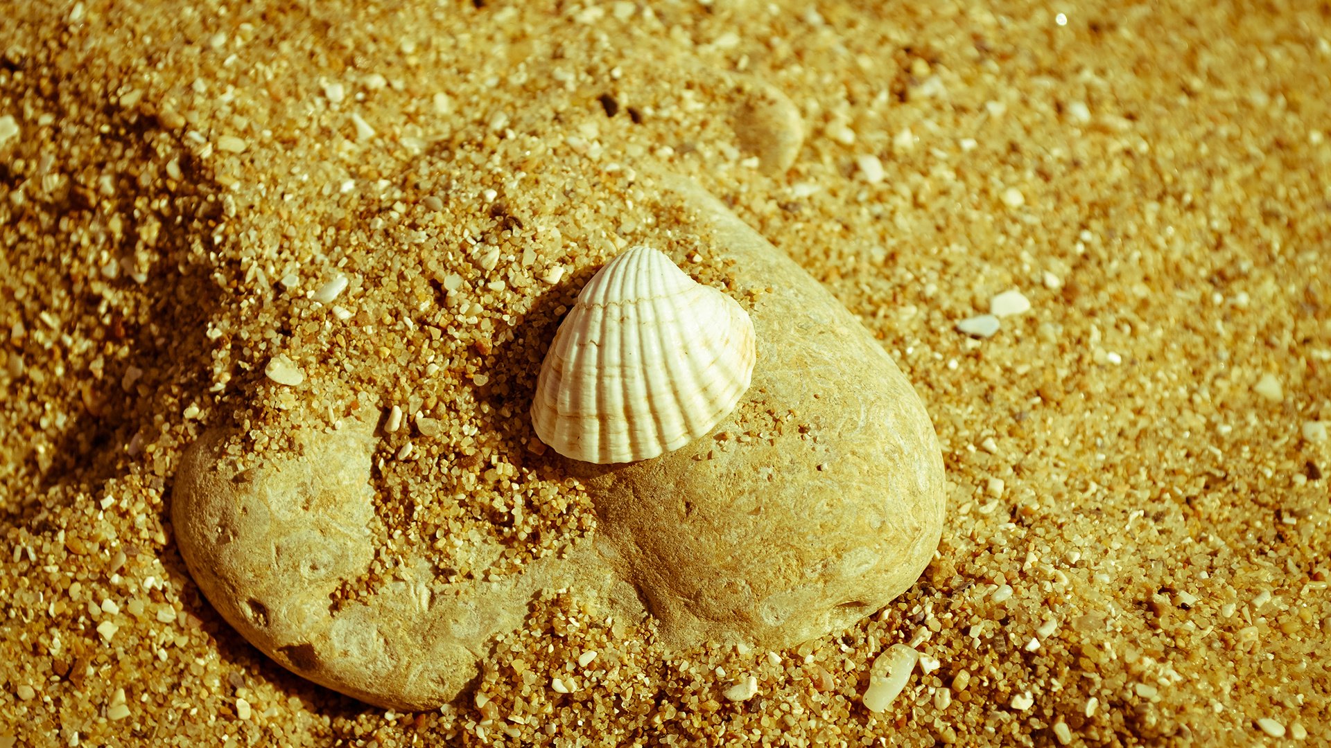 Обои природа, макро, песок, пляж, камень, ракушка, nature, macro, sand, beach, stone, shell разрешение 1920x1200 Загрузить
