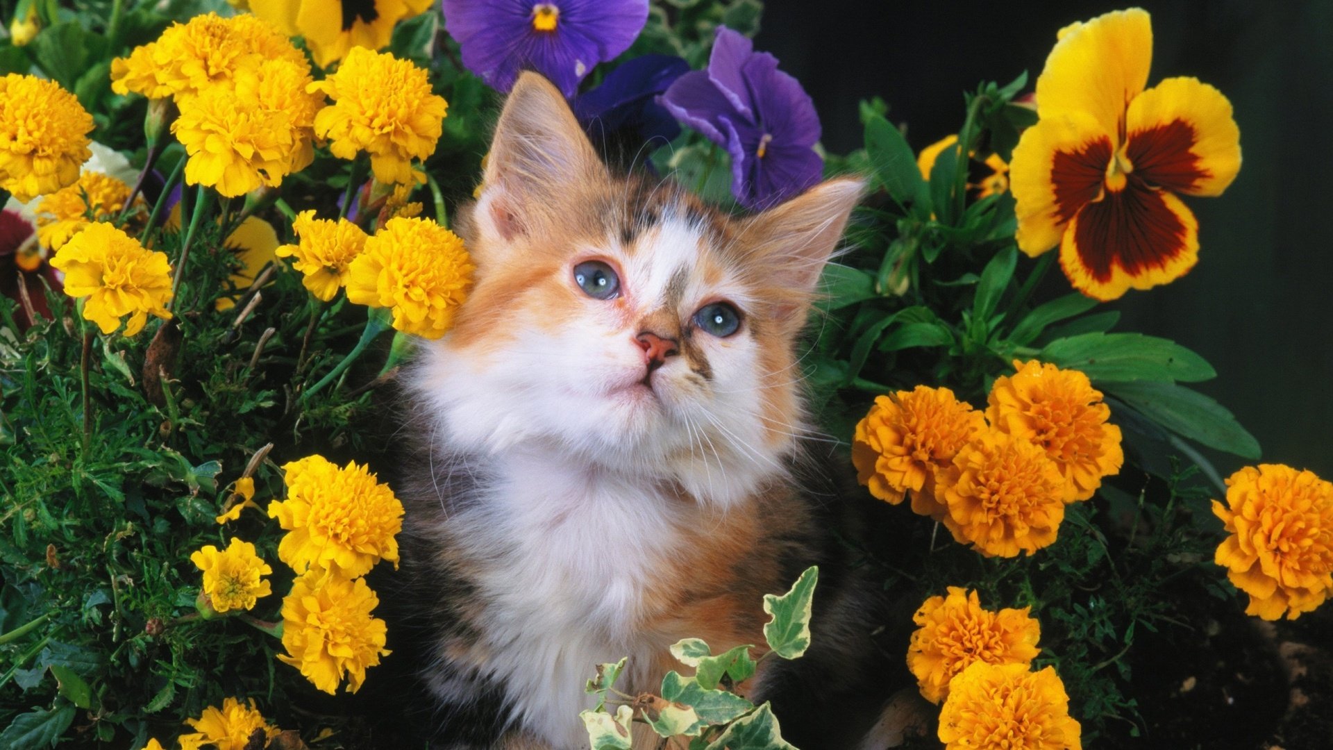 Обои цветы, кошка, взгляд, котенок, пушистый, пятнистый, flowers, cat, look, kitty, fluffy, spotted разрешение 1920x1200 Загрузить