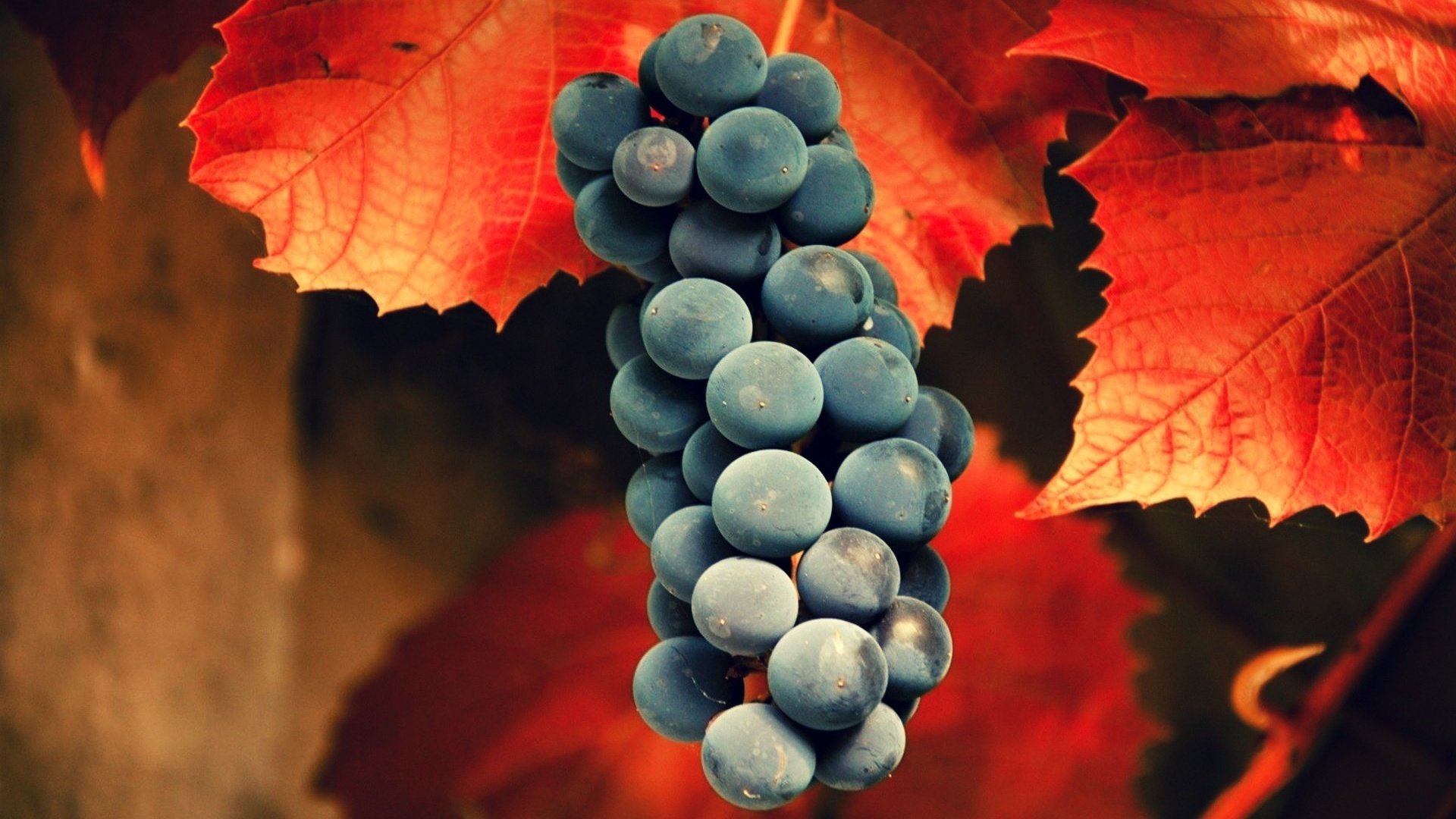 Обои природа, виноград, гроздь, листья., nature, grapes, bunch, leaves. разрешение 1920x1200 Загрузить