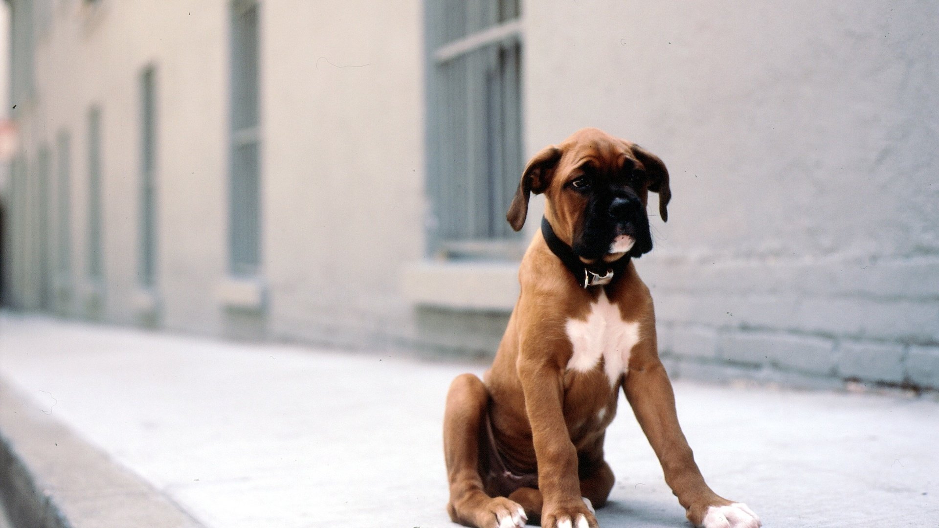 Обои собака, улица, щенок, друг, боксер, dog, street, puppy, each, boxer разрешение 2560x1600 Загрузить