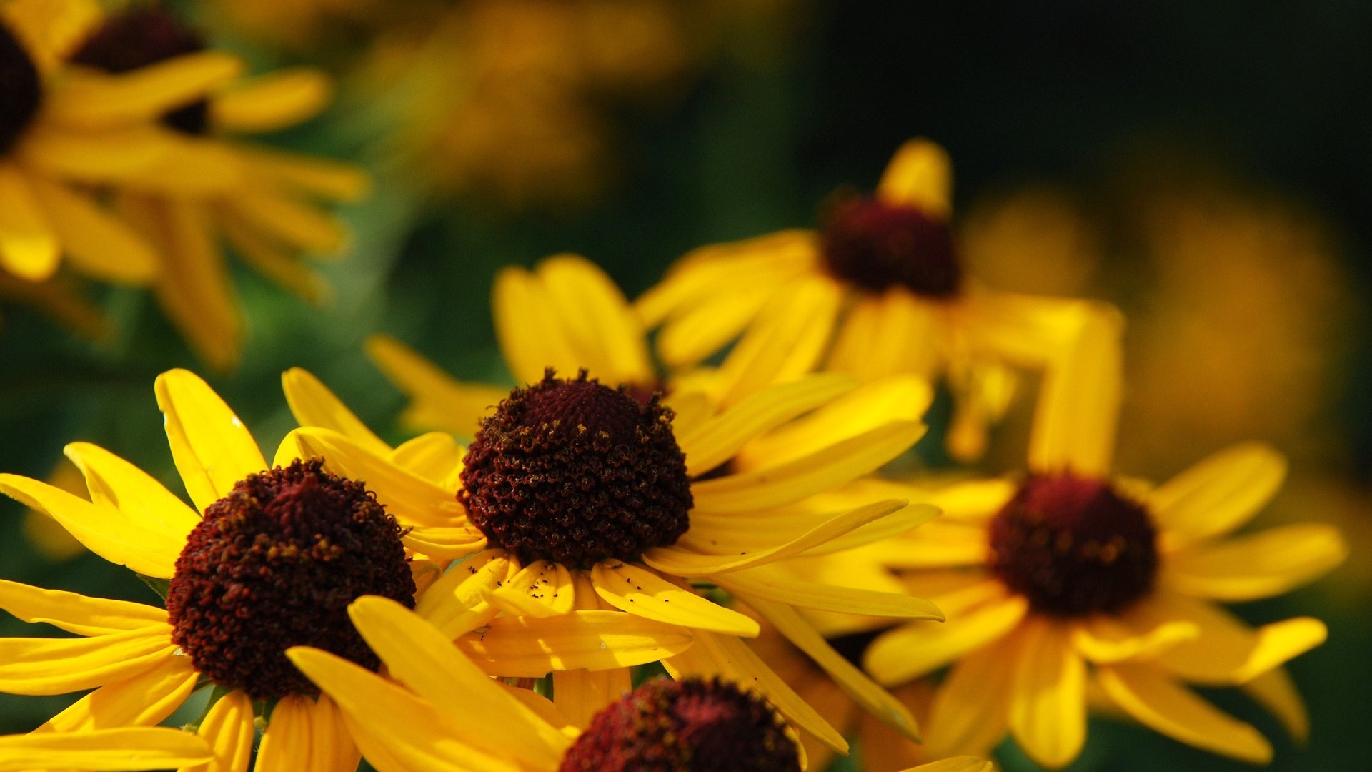 Обои цветы, макро, лепестки, желтые, рудбекия, flowers, macro, petals, yellow, rudbeckia разрешение 3872x2592 Загрузить