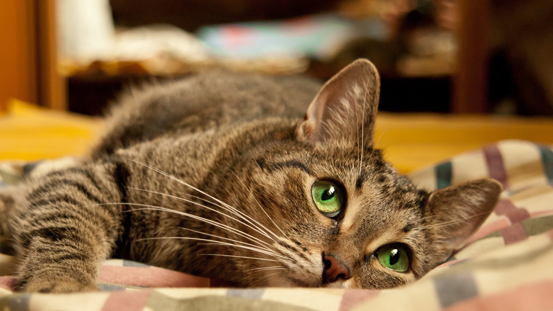Обои глаза, морда, кот, кошка, лежит, зеленые глаза, серый кот, eyes, face, cat, lies, green eyes, grey cat разрешение 2560x1600 Загрузить