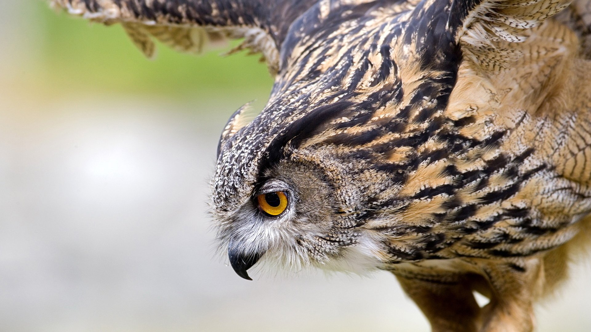 Обои сова, макро, полет, крылья, птица, филин,   сова, owl, macro, flight, wings, bird разрешение 1920x1200 Загрузить