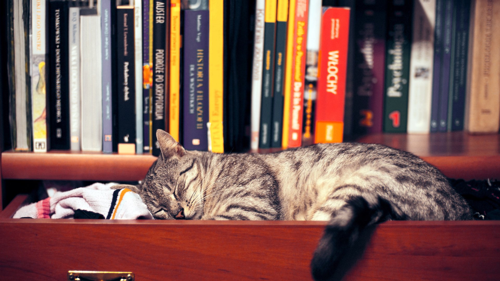кот на полке cat on the shelf загрузить