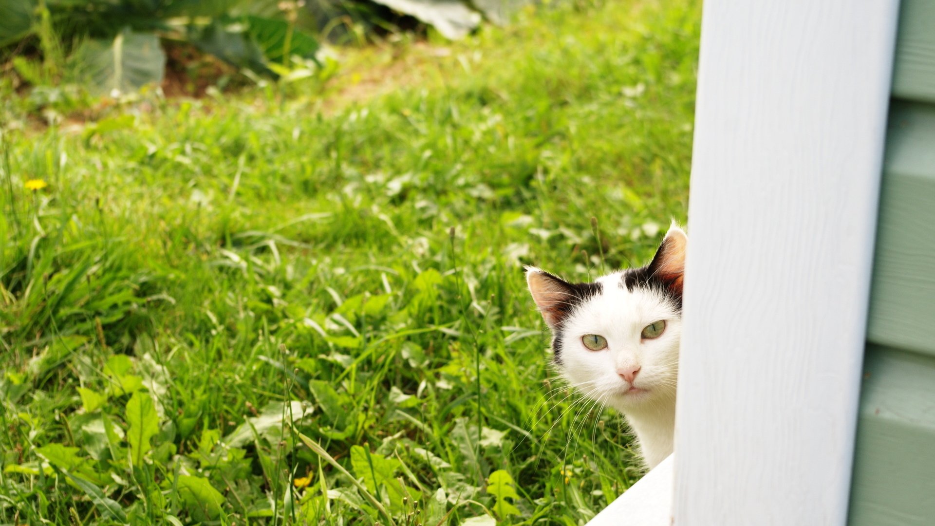 Обои кот, лето, кошка, взгляд, травка, огород, из-за угла, cat, summer, look, weed, the garden, from the corner разрешение 1920x1200 Загрузить