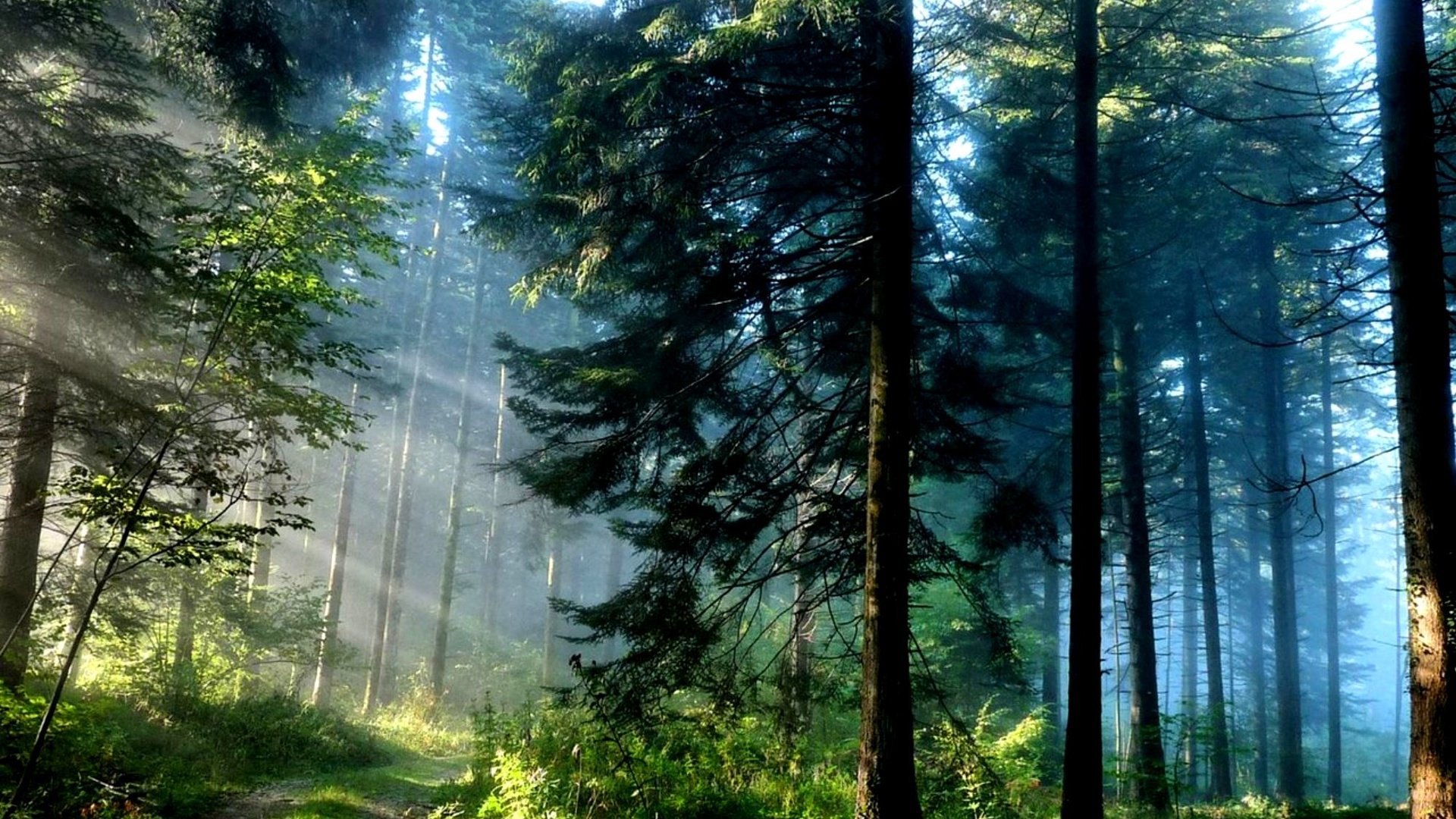 лес в лучах солнца бесплатно