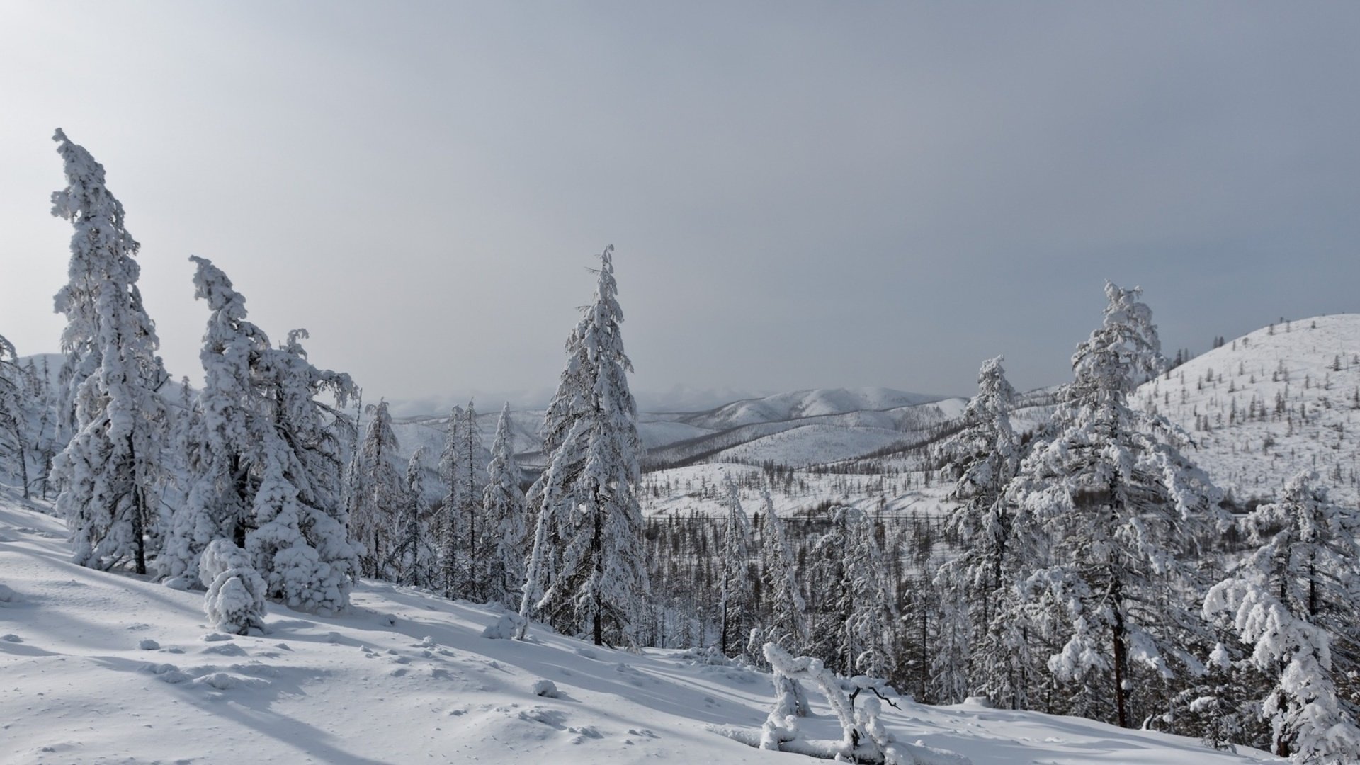 Обои деревья, горы, снег, лес, зима, пейзаж, ели, trees, mountains, snow, forest, winter, landscape, ate разрешение 1920x1200 Загрузить