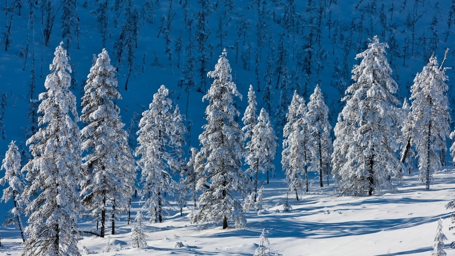 Обои деревья, горы, снег, природа, лес, зима, ели, trees, mountains, snow, nature, forest, winter, ate разрешение 1920x1200 Загрузить