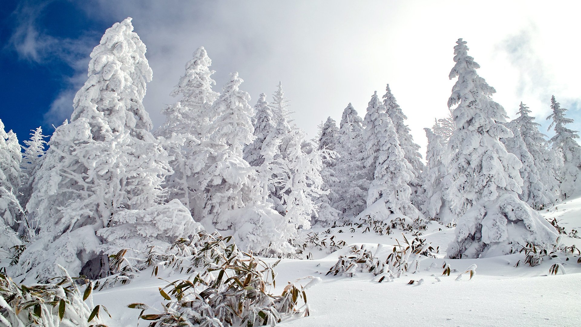 Обои небо, деревья, снег, лес, зима, ели, the sky, trees, snow, forest, winter, ate разрешение 1920x1200 Загрузить