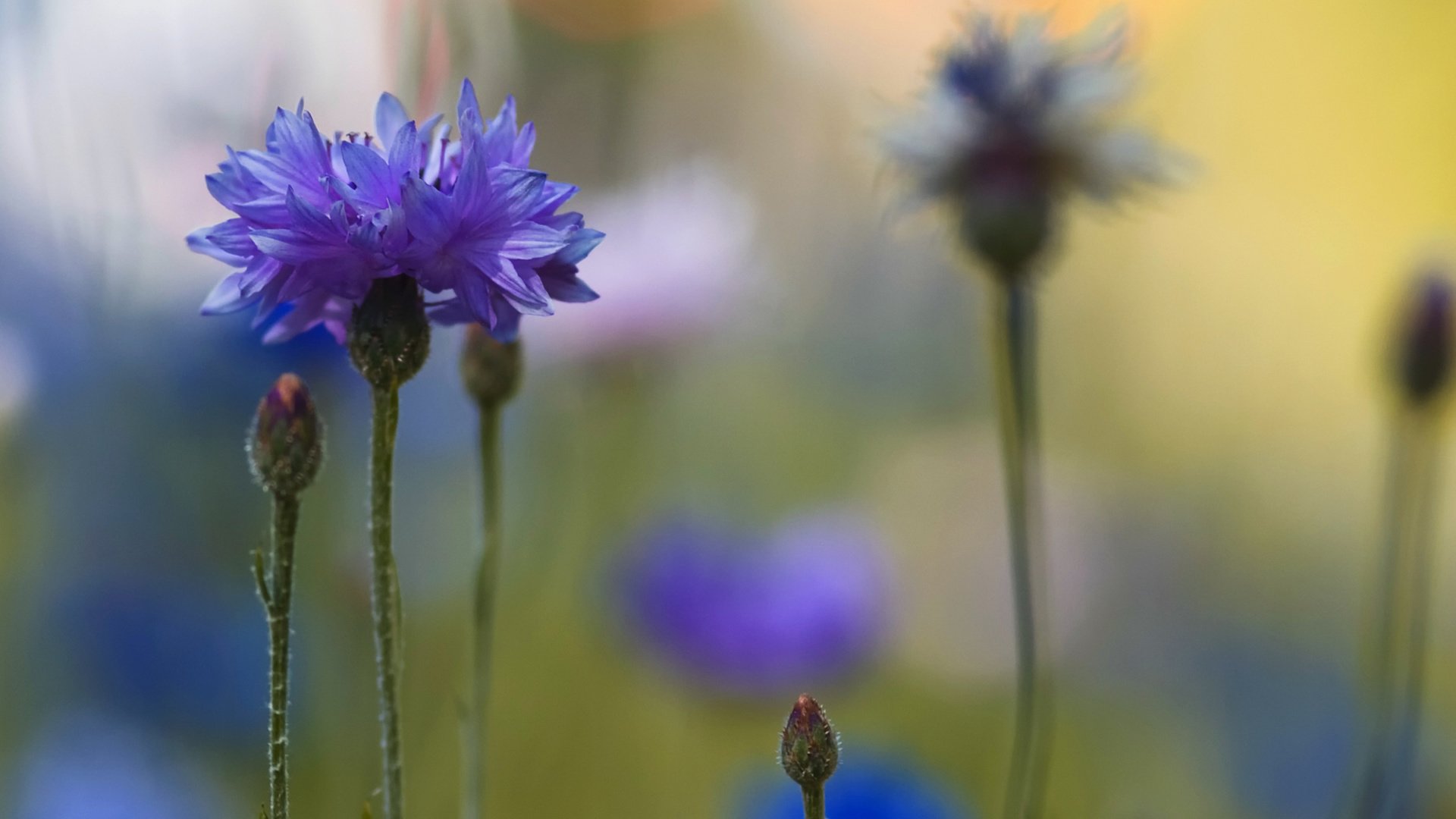 Обои цветы, макро, размытость, синие, васильки, flowers, macro, blur, blue, cornflowers разрешение 2560x1600 Загрузить